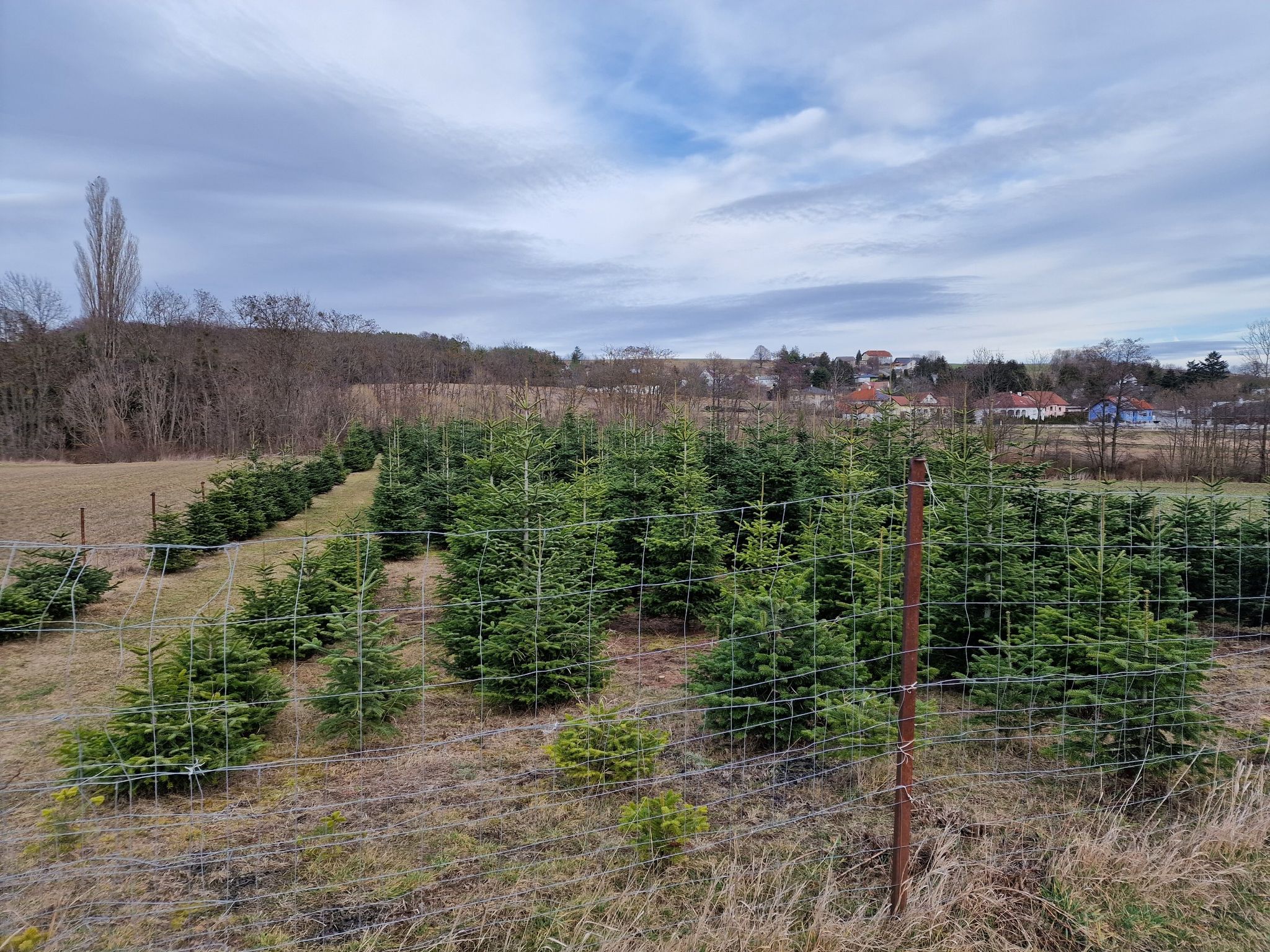Unzählige Christbaum Plantagen, rund um Kalkgraben