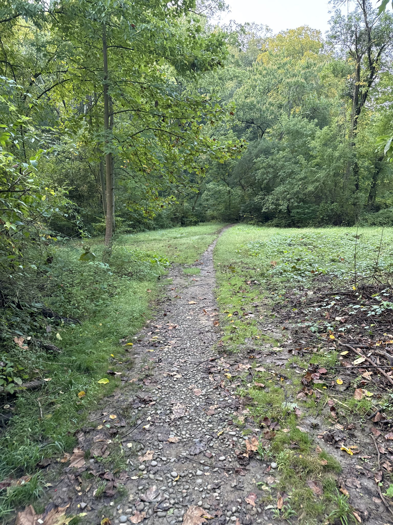 A narrow dirt path winds through a grassy clearing surrounded by green trees. - Pennypack Trail loop from Fox Chase