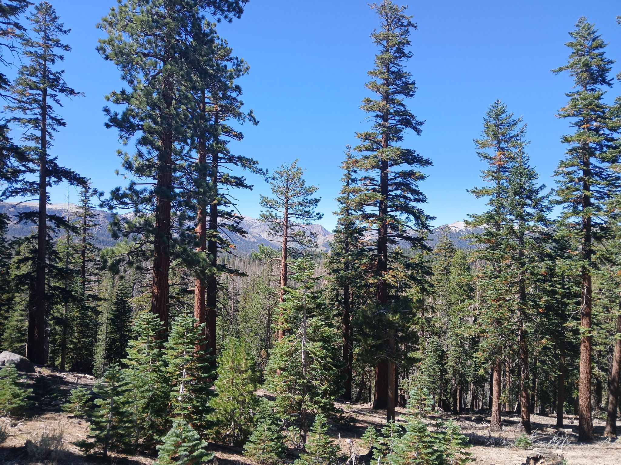 Tall pine trees dominate a sunny forest with distant mountains under a blue sky. - Village Plaza – Mammoth Scenic Loop loop from Eagle Lodge