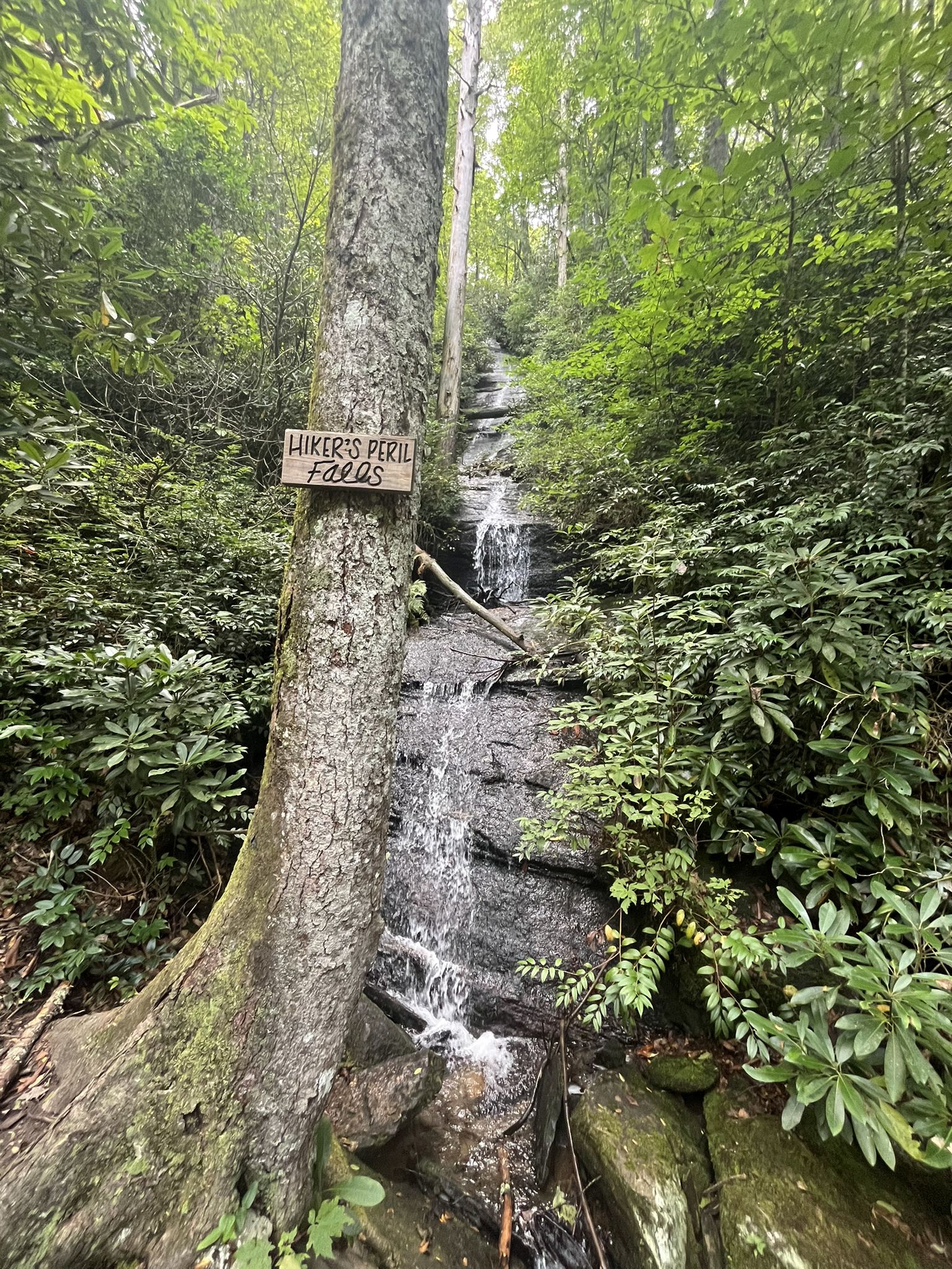 A tall tree with a sign stands beside a cascading waterfall in a lush forest. - Foothills Trail: Sloan Bridge to Fish Hatchery Road