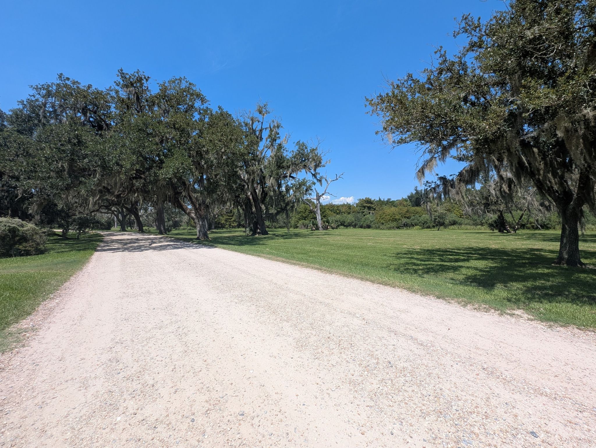 Sunny gravel road bordered by mossy trees and a grassy field. - Jungle Gardens Loop