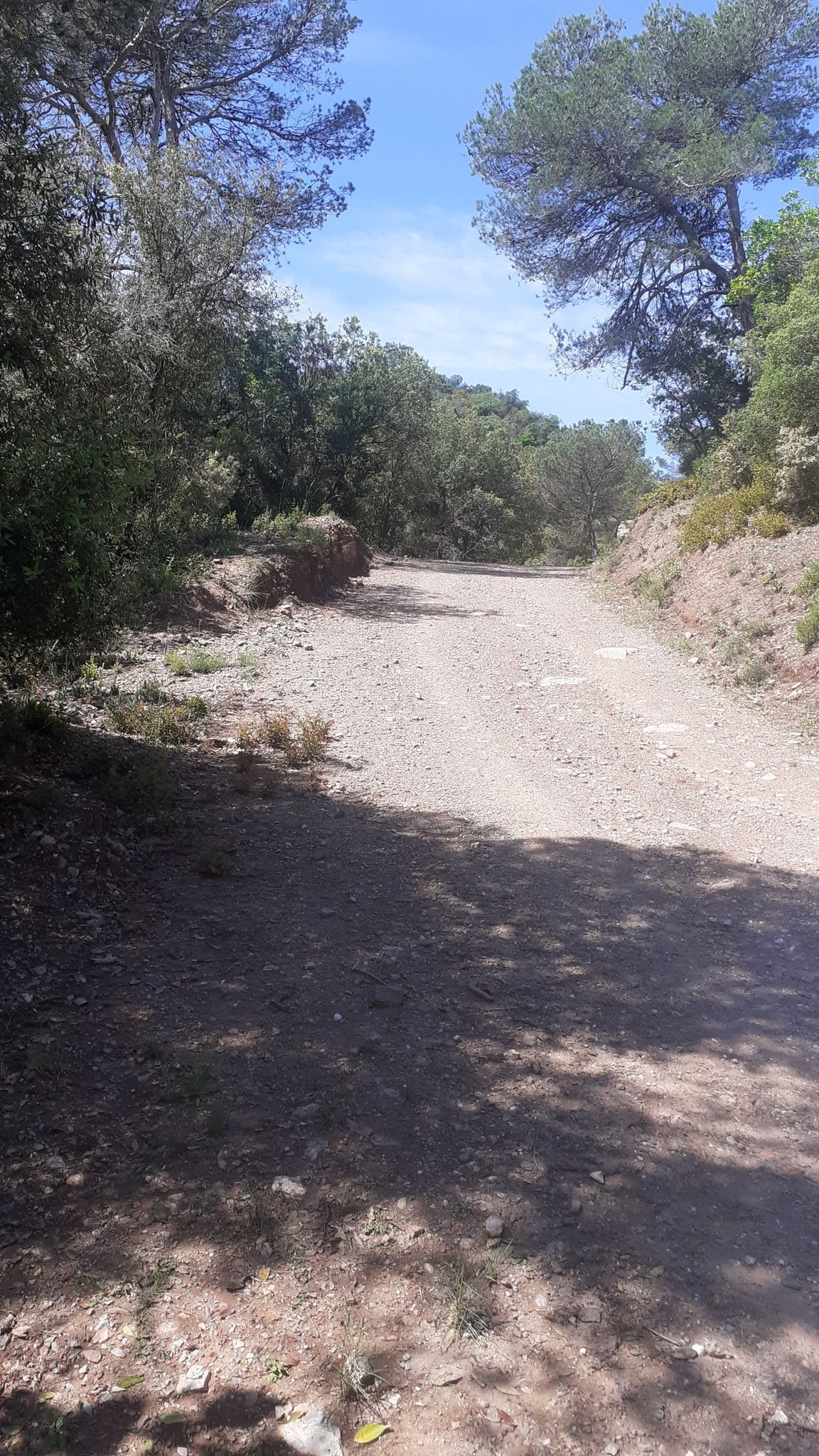 Camino