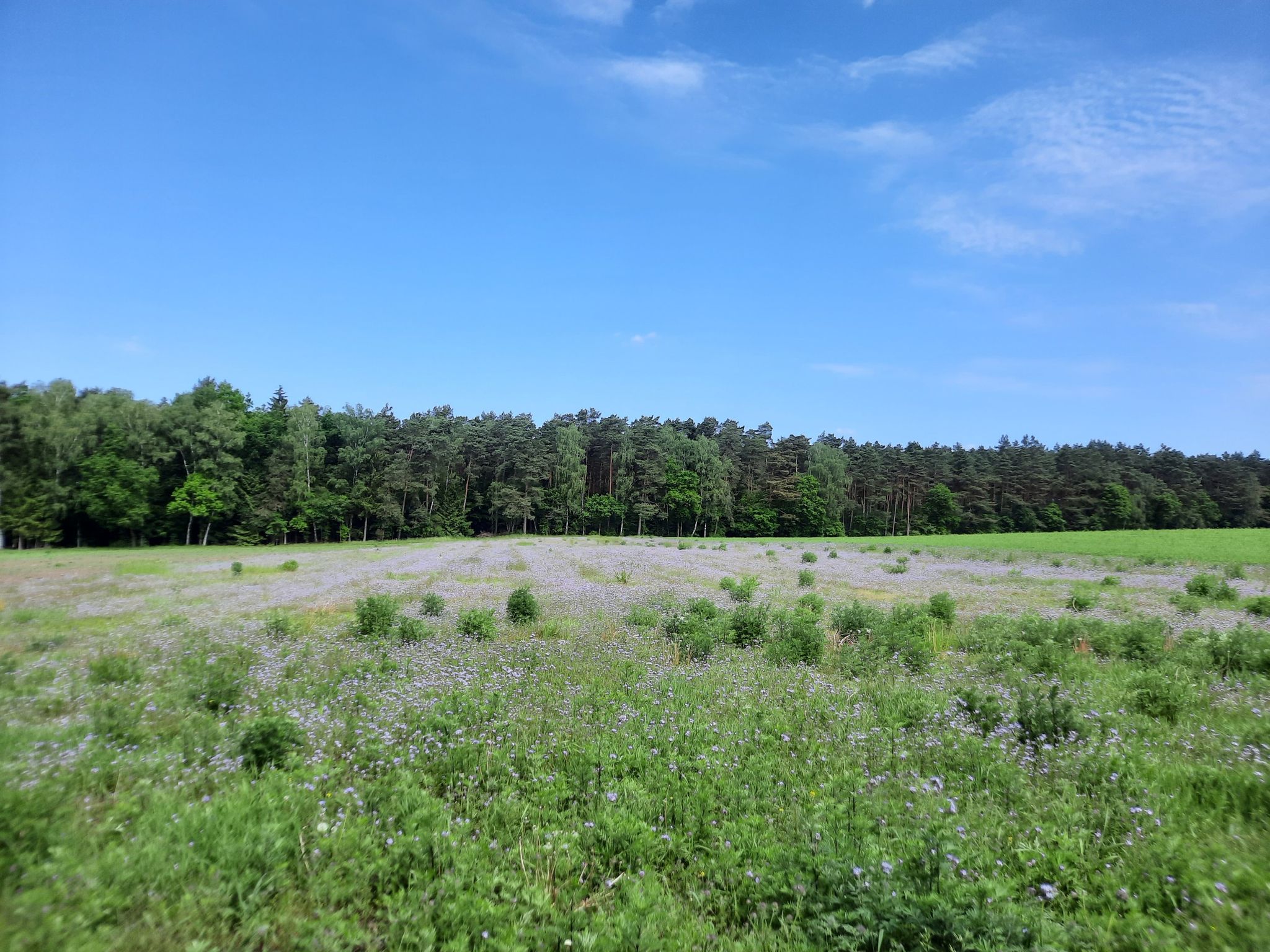 Blütenmeer