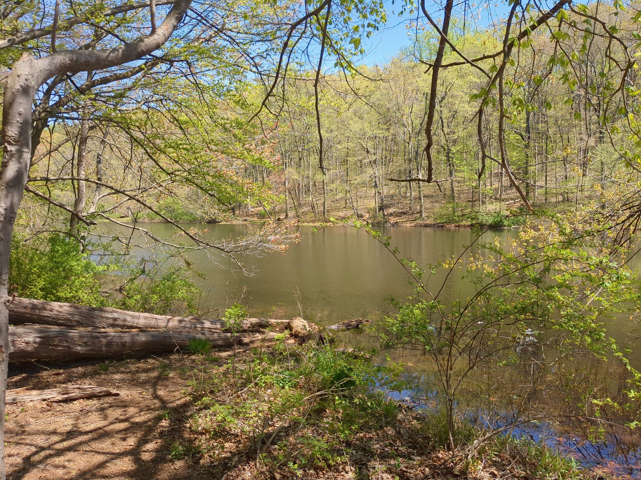 Sunny forest lake with a fallen log and lush green trees. - Purple Trail