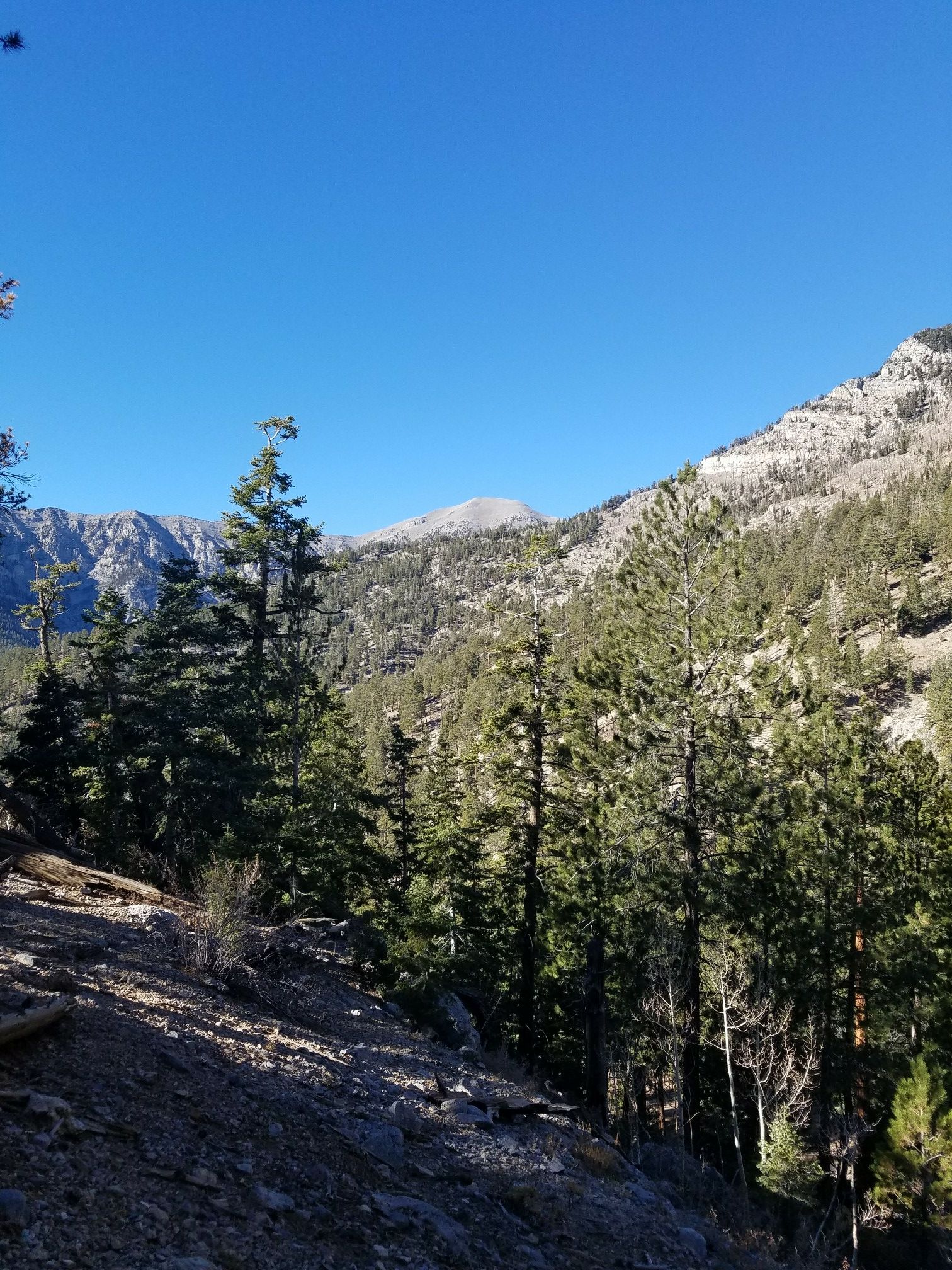 Sunny mountain landscape with pine trees and distant peaks under blue sky. - Trail Canyon Trail