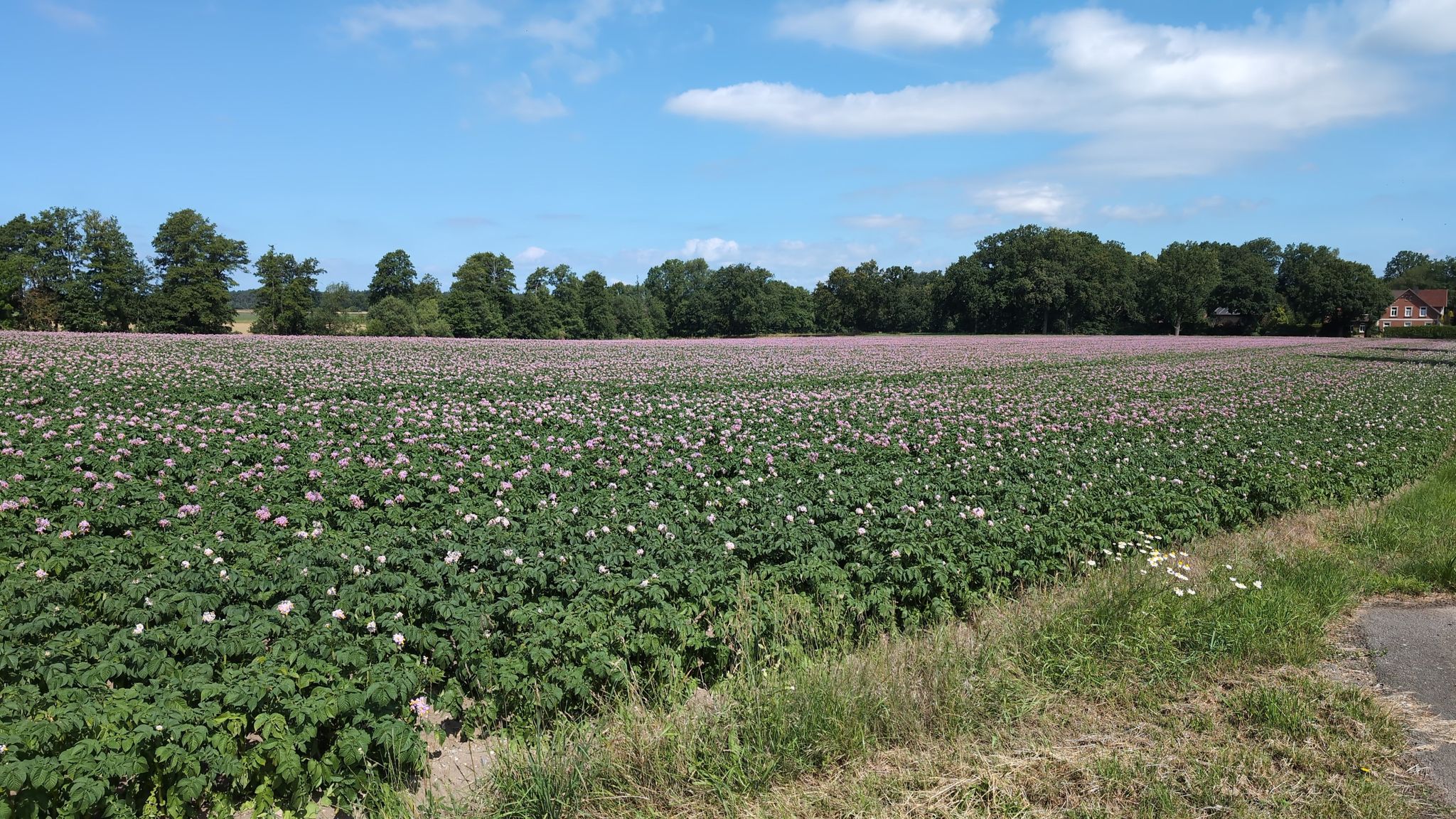 Kartoffelblüte