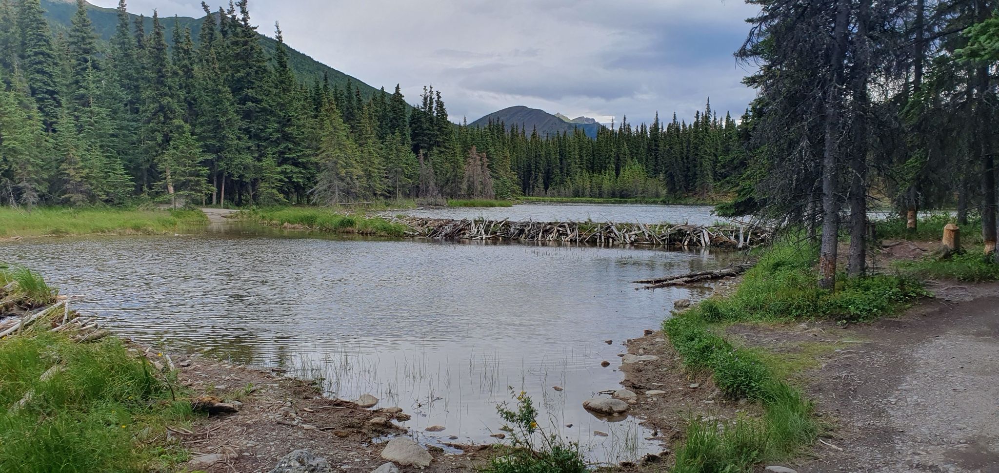 Overcast view of a lake with a large beaver dam, surrounded by forests. - Horseshoe Lake Trail
