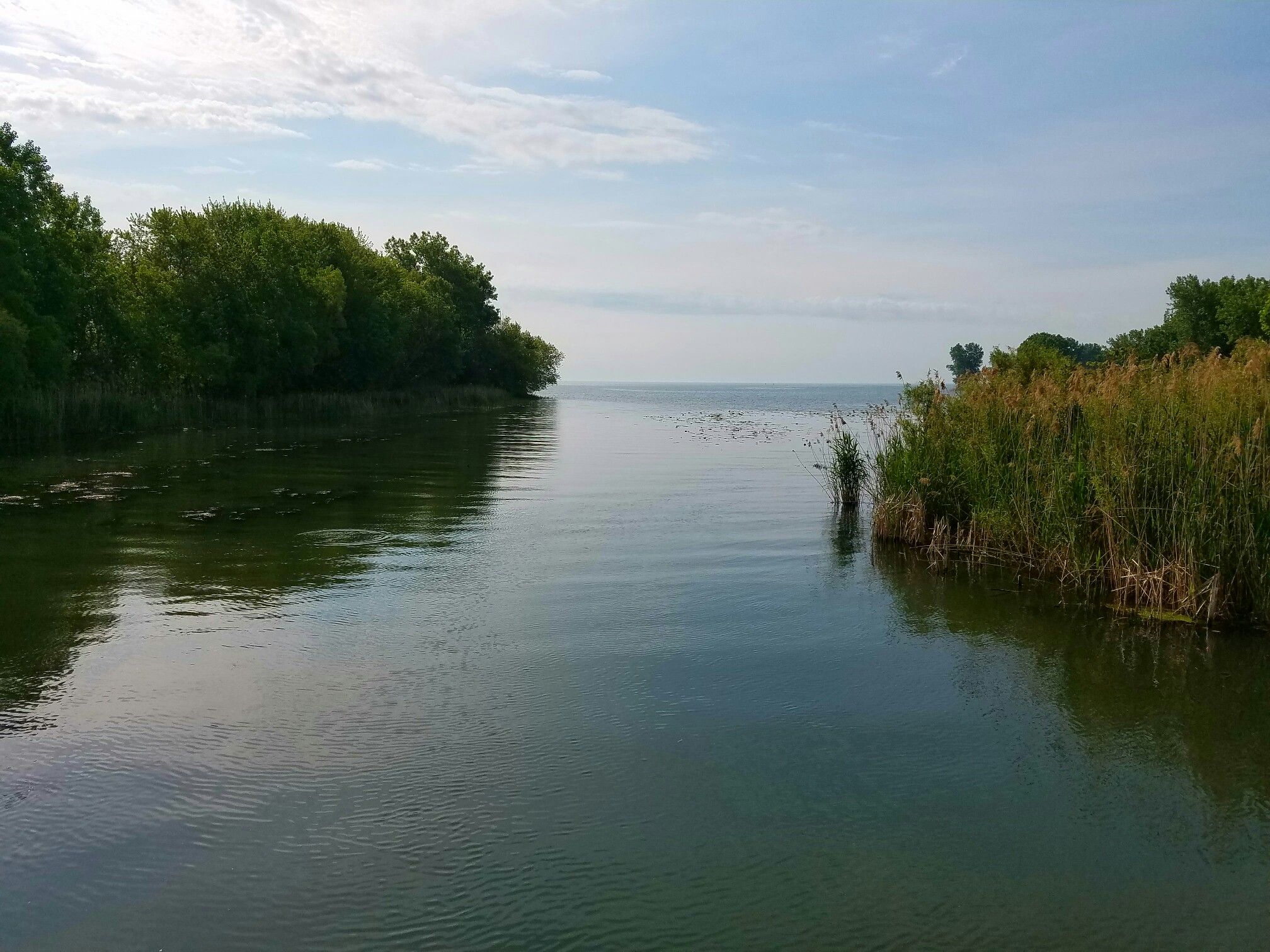 A calm water channel with green trees and reeds under a bright sky. - Lake Erie Metropark Greenway