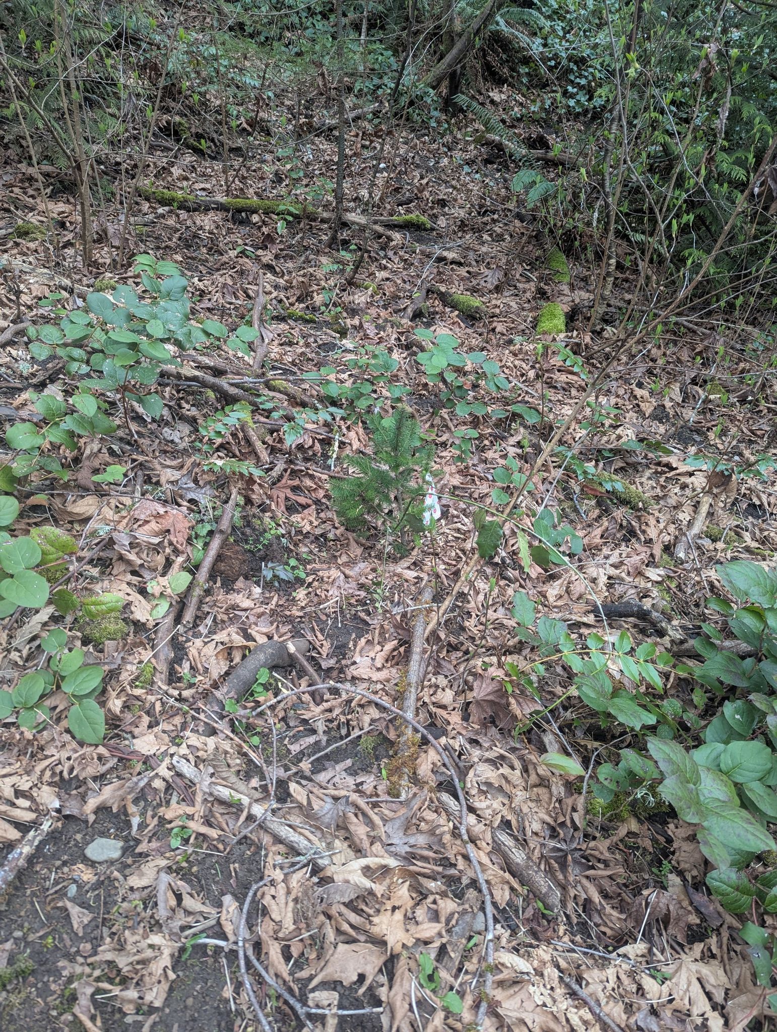 Forest floor covered in dry leaves and small green plants under diffused light. - Frink Park loop