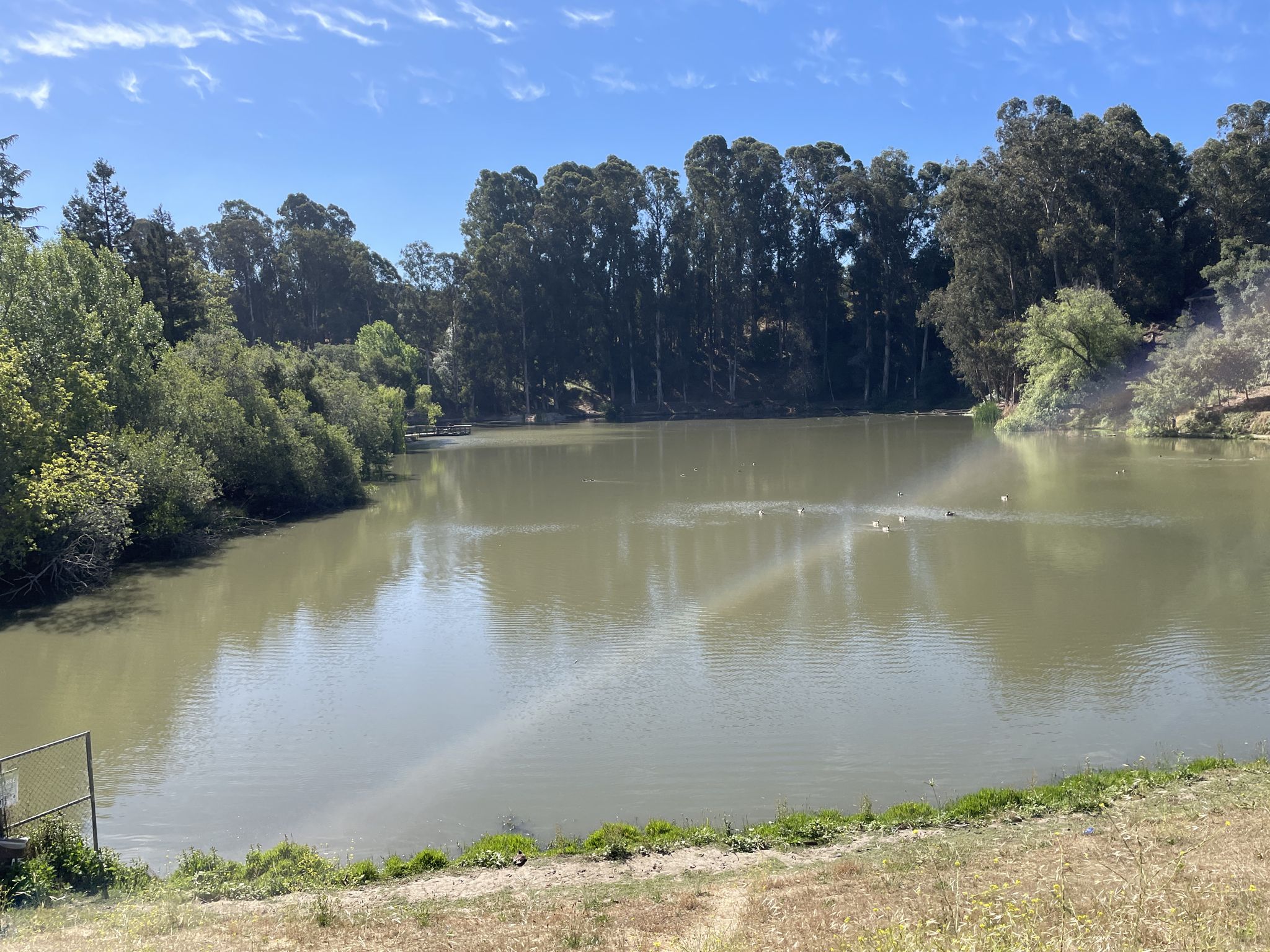 Calm lake with ducks, surrounded by dense green trees under a sunny sky. - Cull Canyon Bike Route