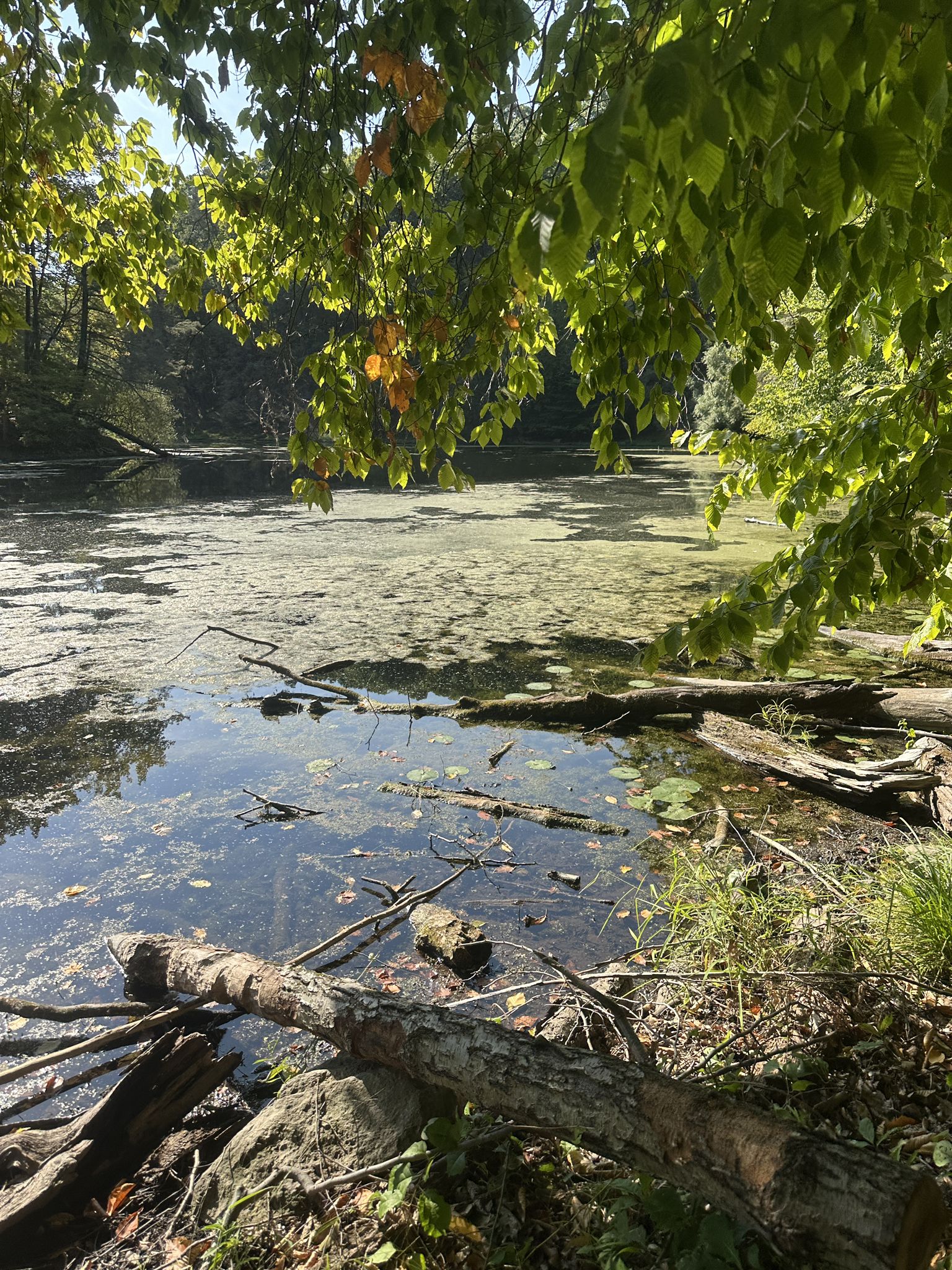 Sunny pond with algae, lily pads, and fallen logs under green trees. - Durand Lake Trail