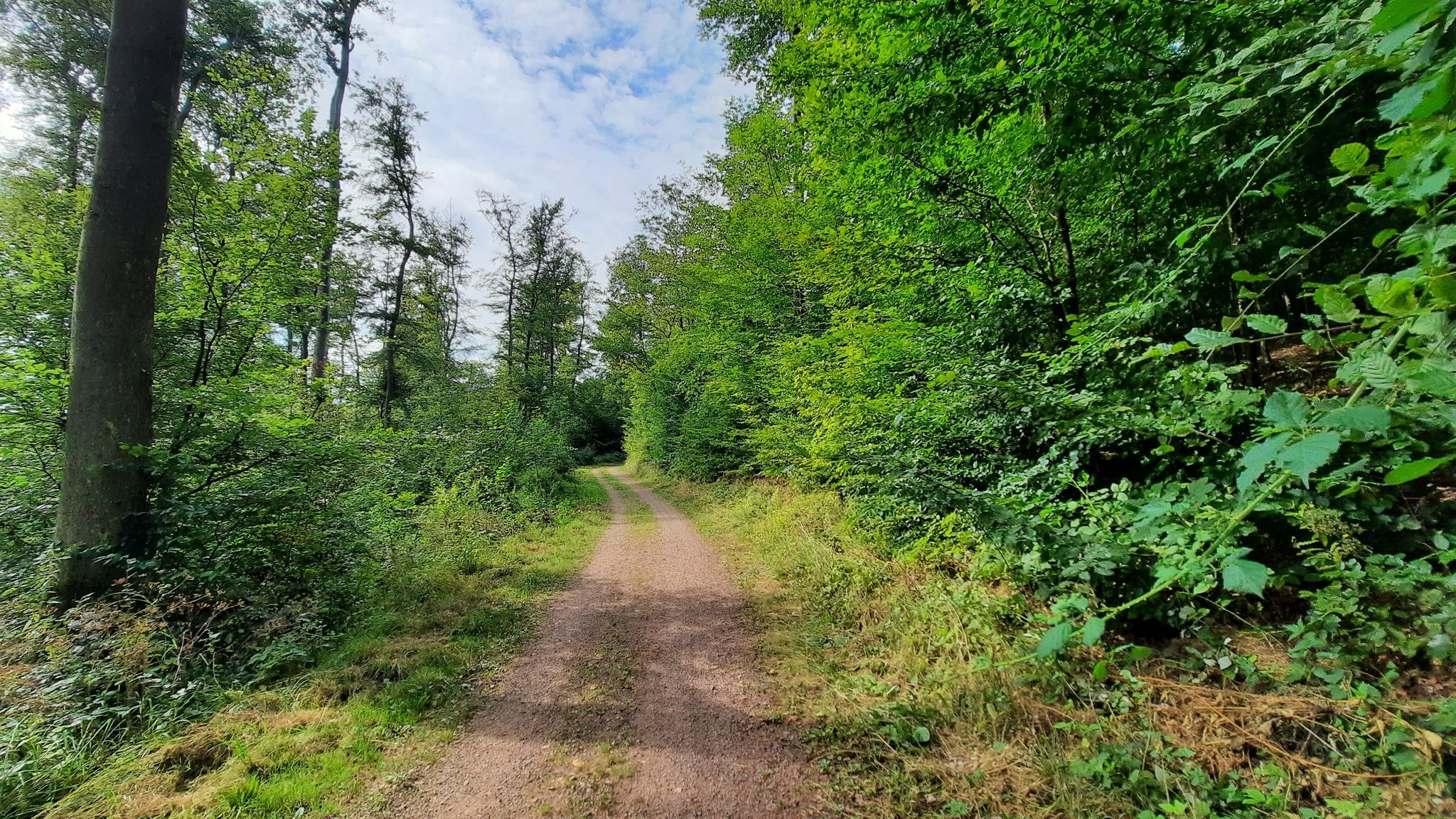 Auf dem Wanderweg "Ziehwaldweg", auch Philosophenweg genannt