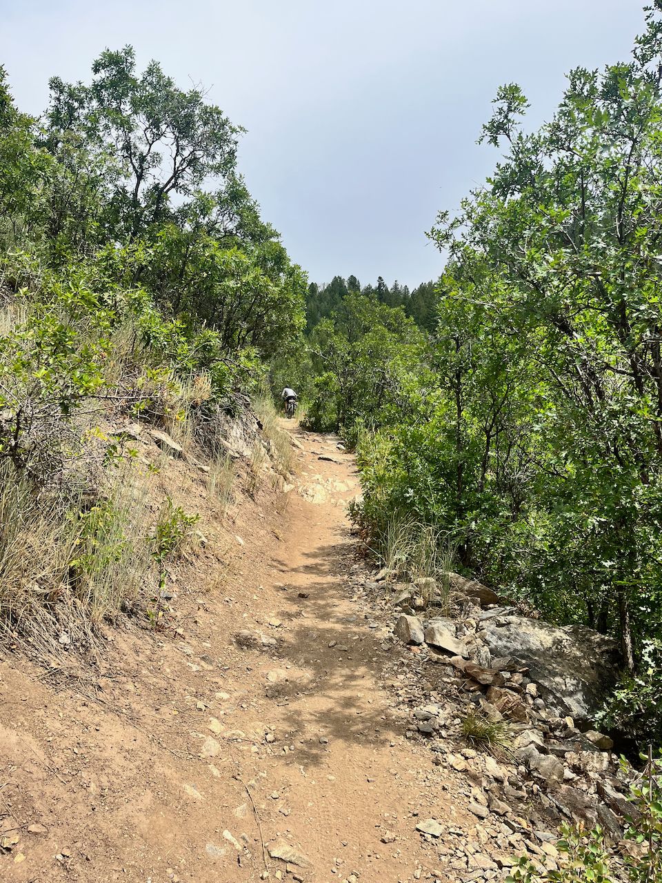A narrow dirt path winding through green trees and rocky hillsides. - Spring Creek and Spring Roll Loop