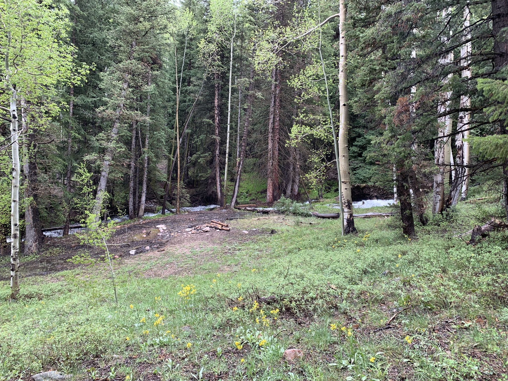 A grassy forest clearing with a fire pit, surrounded by tall aspen and evergreen trees. - Dead Lake Trail
