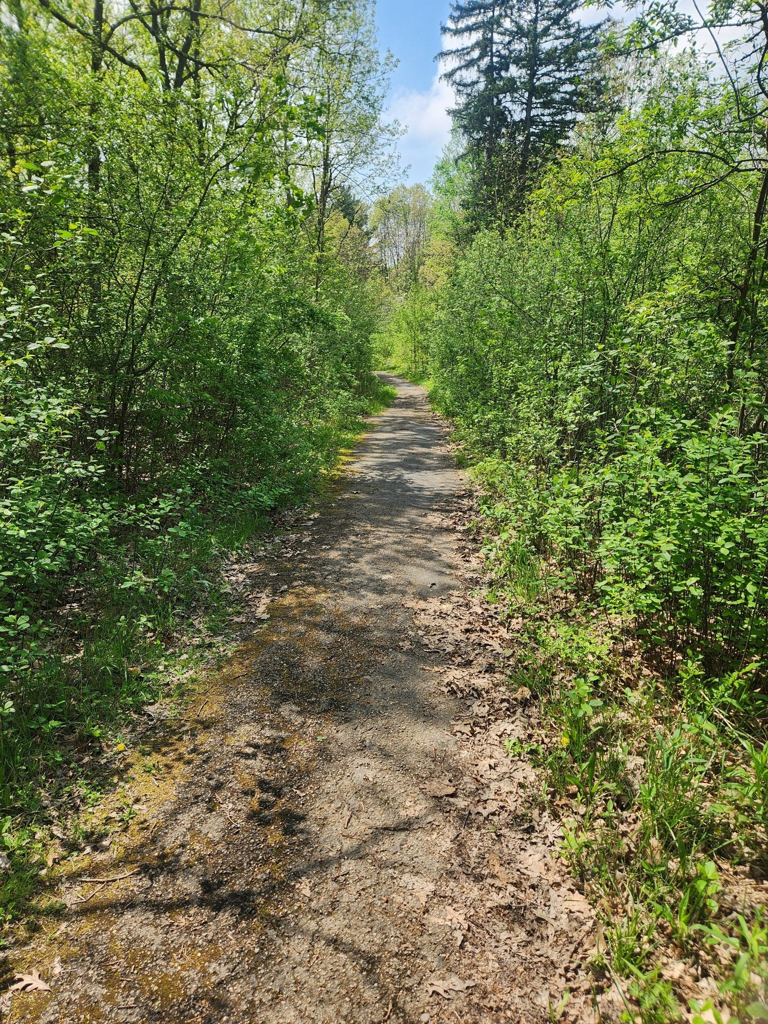 A shaded dirt path winds through lush green trees on a bright day. - Buckeye and Valley Bridle Trail Loop