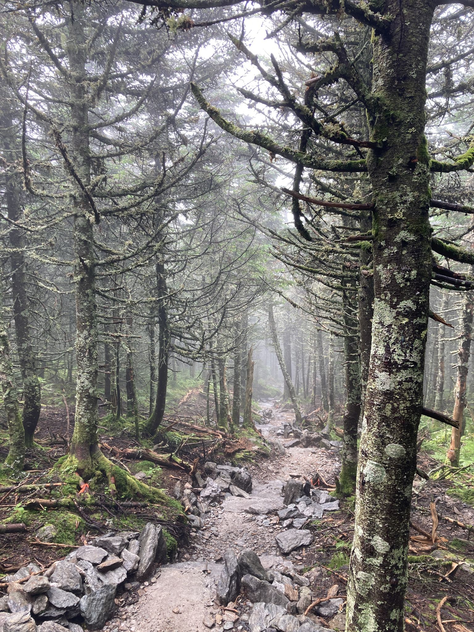 Foggy forest trail with mossy trees and a rocky, winding path. - Burrows Trail