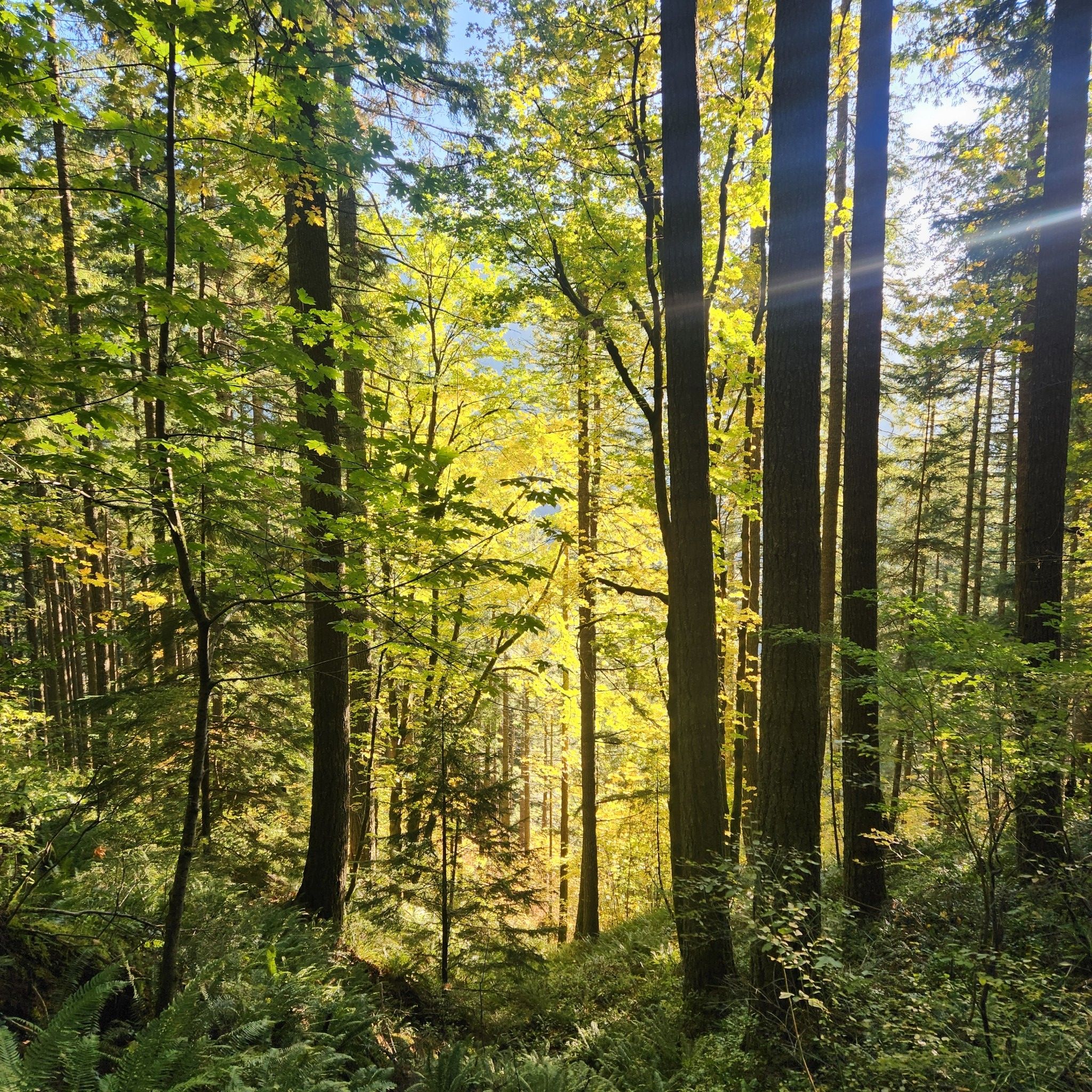 Sunlight streams through a dense forest with green and yellow autumn leaves. - West Zigzag Mountain Trail