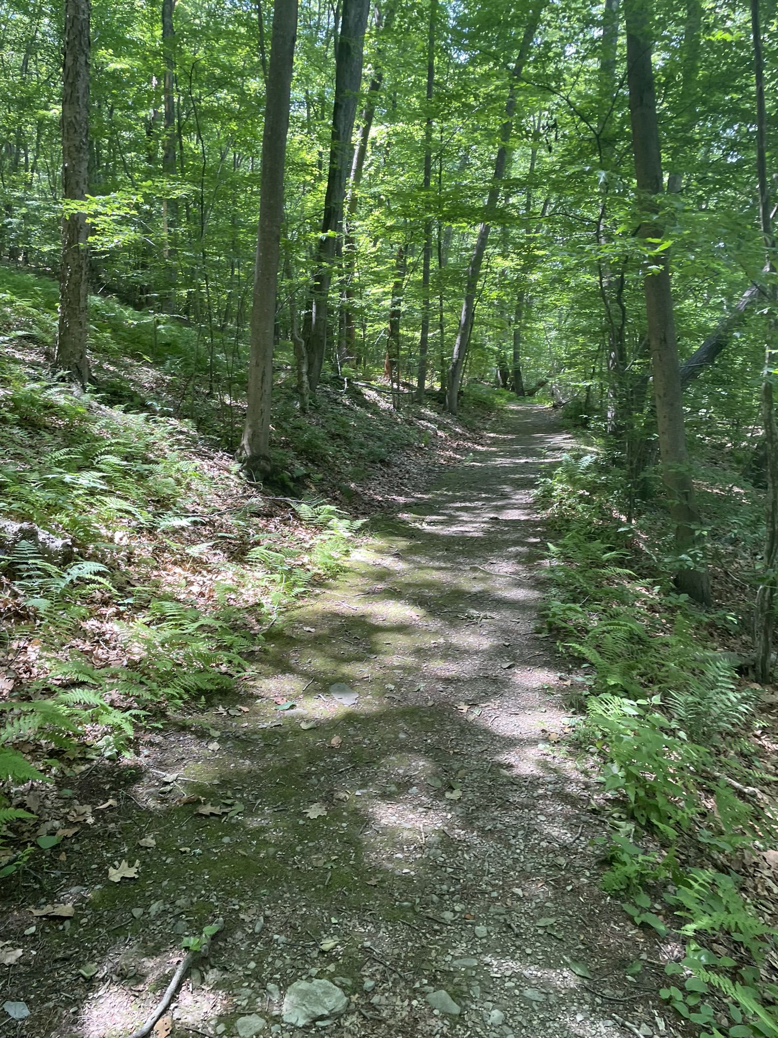 A sun-dappled forest path winds through lush green ferns and trees. - Hidden Lake Trail