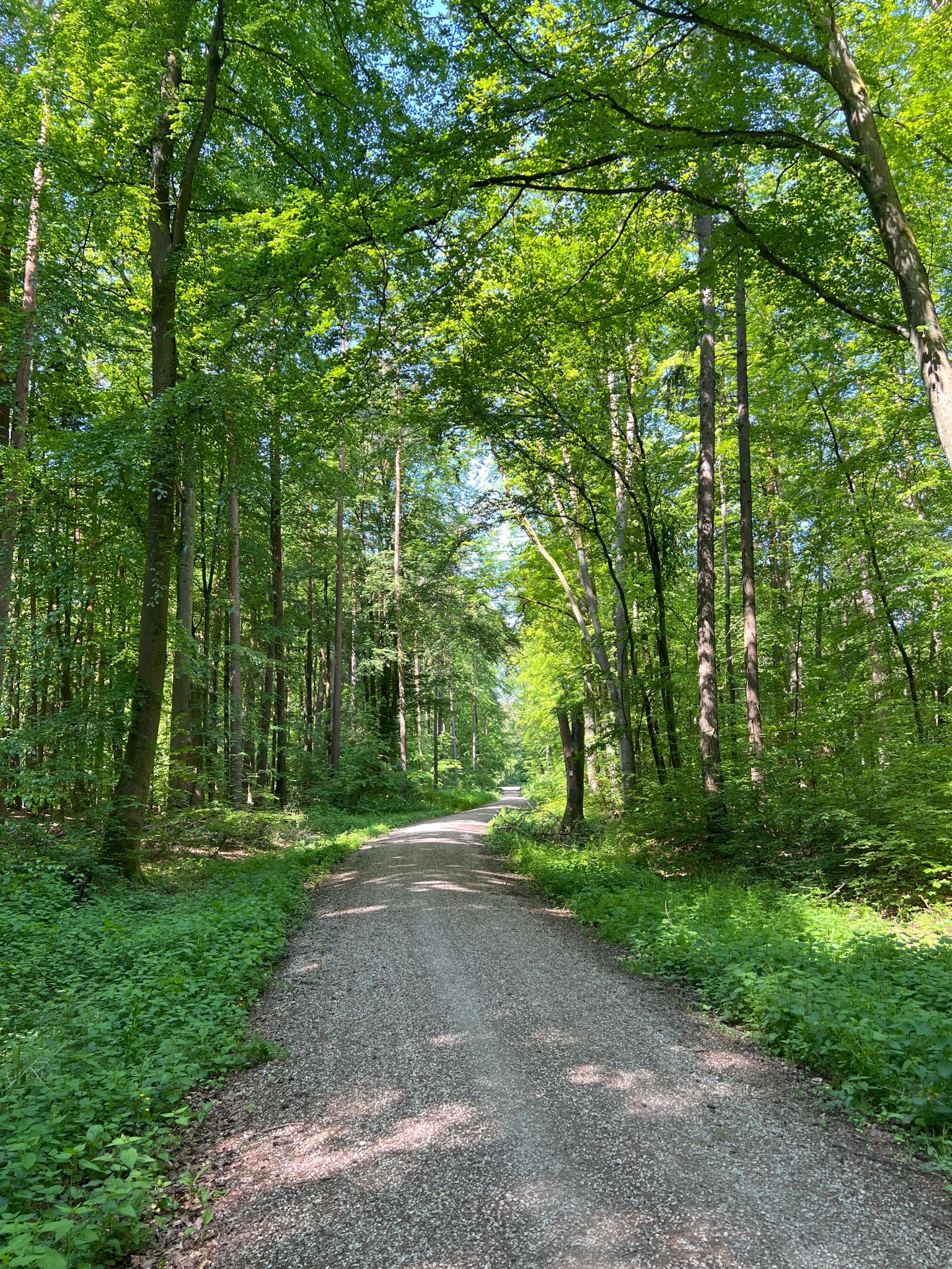 Bamberger Hauptsmoorwald mit Mückenplage