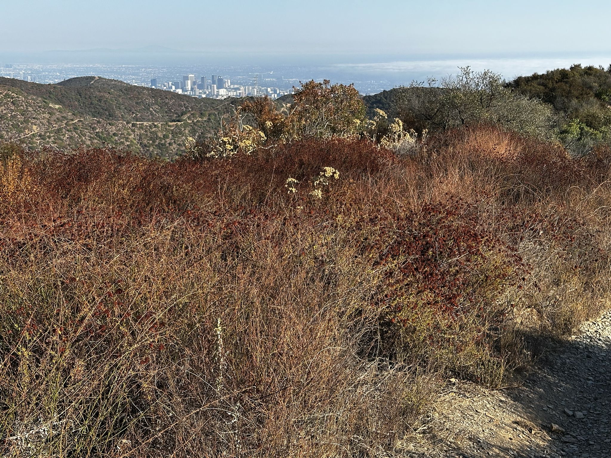 Dry, reddish-brown brush in foreground with hazy distant city skyline. - Mandeville Canyon Park loop from 17th Street/SMC