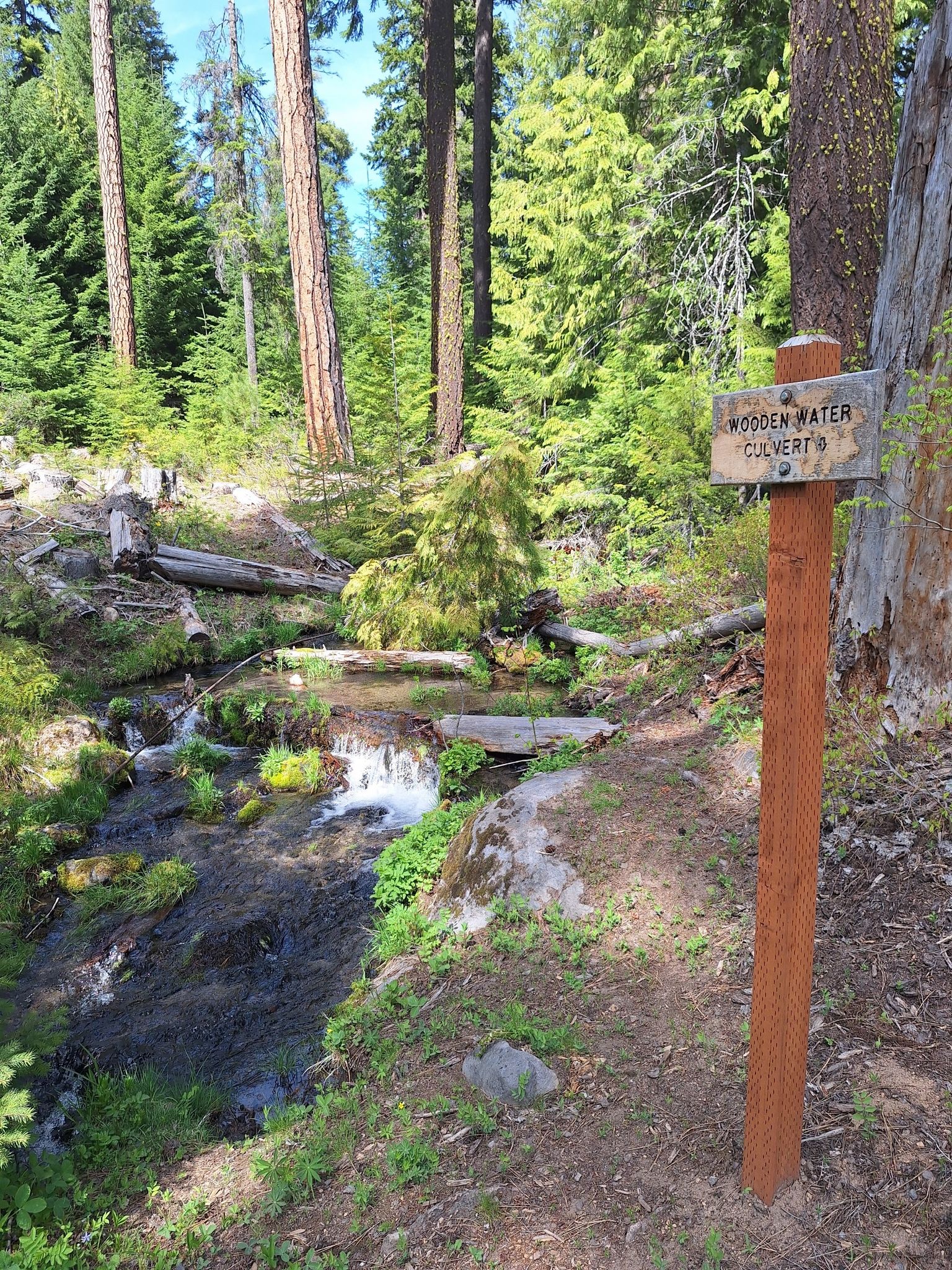 A wooden signpost stands by a flowing stream in a sunlit forest. - Hiking loop from Trout Lake Big Tree Interpretive Site