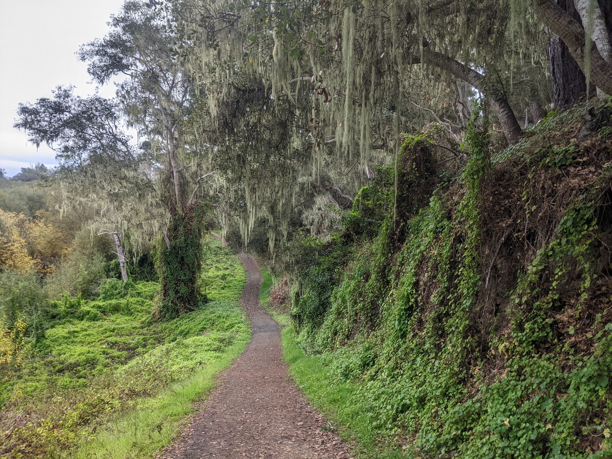 Shady dirt path winding through a forest with moss-covered trees. - West Village loop