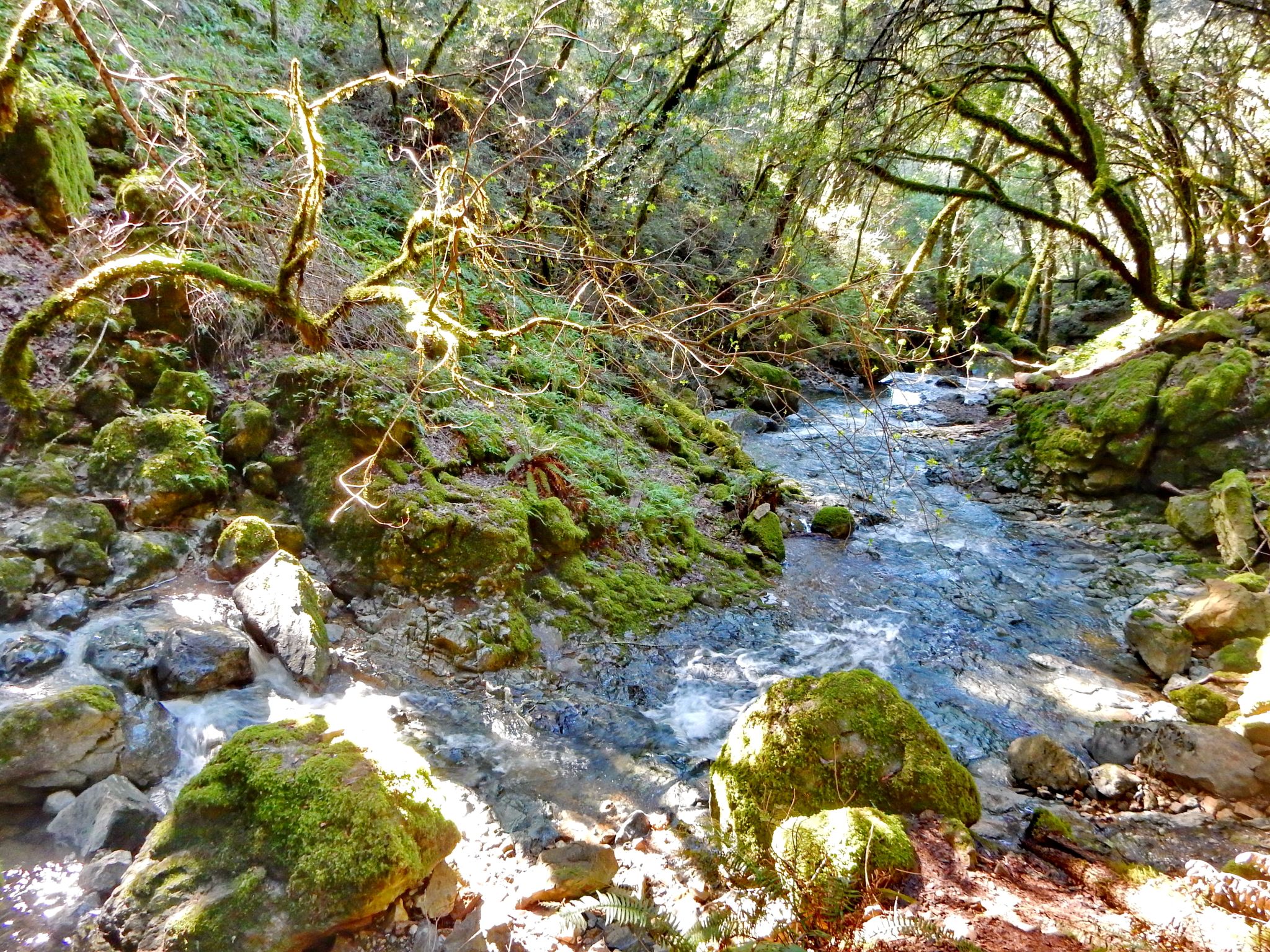Rocky stream flows through a sunlit, mossy forest with gnarled tree branches. - Laurel Dell Falls – Rock Spring Trailhead loop from Mount Tamalpais State Park