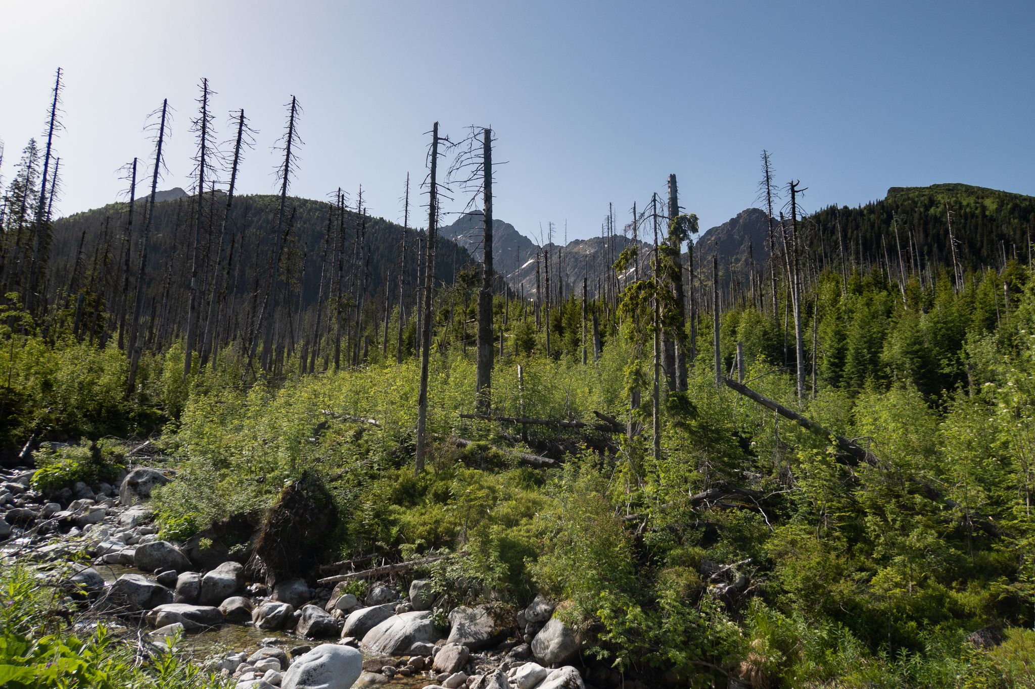 Der Wald erholt sich vom Borkenkäfer