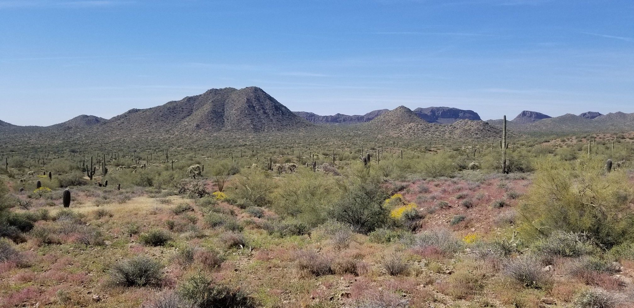 Expansive desert with mountains, saguaro cacti, and patches of colorful wildflowers. - Goldmine, San Tan, and Moonlight Loop