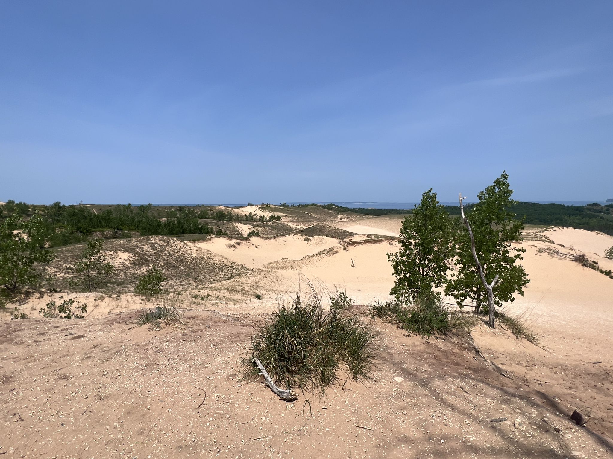 Rolling sand dunes with sparse green vegetation under a bright blue sky. - Cottonwood Trail