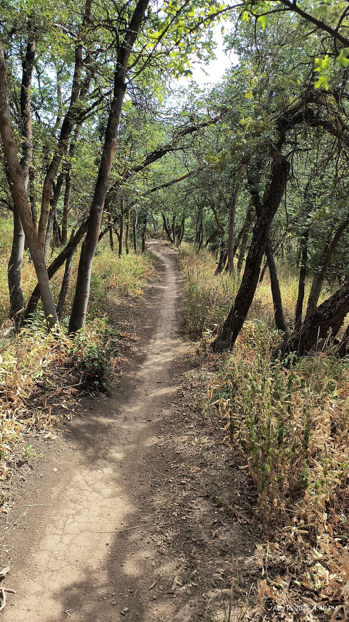 A winding dirt path through a sun-dappled forest with tall trees. - Peregrine and Mueller Park Loop