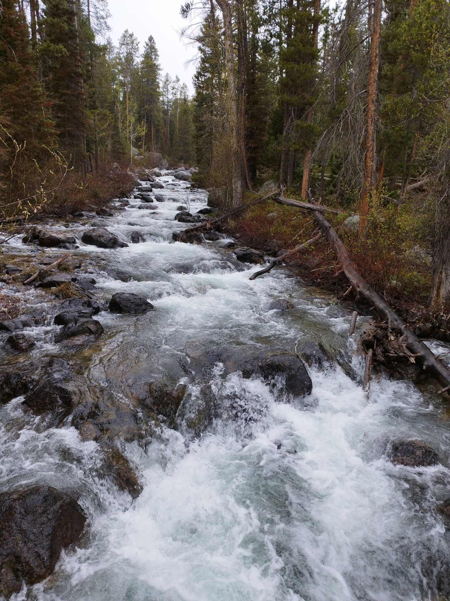 Rushing rocky stream flowing through a dense pine forest on an overcast day. - Aspen Ridge Trail
