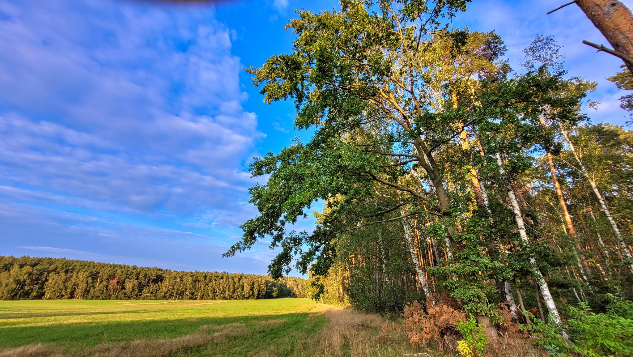 10/10 – Ein Baum, viel Raum, ein Traum