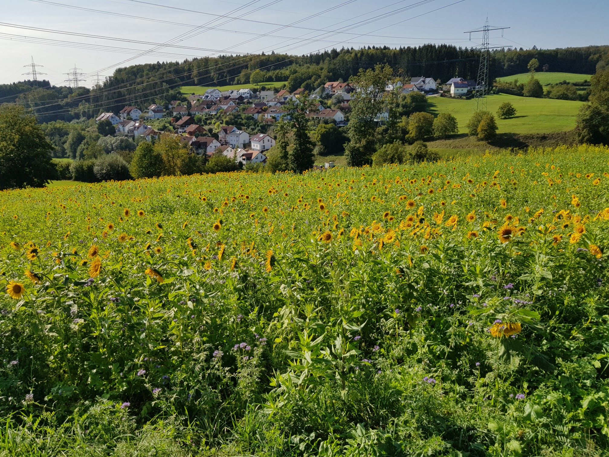 Sonnenblumen+Niederdossenbach