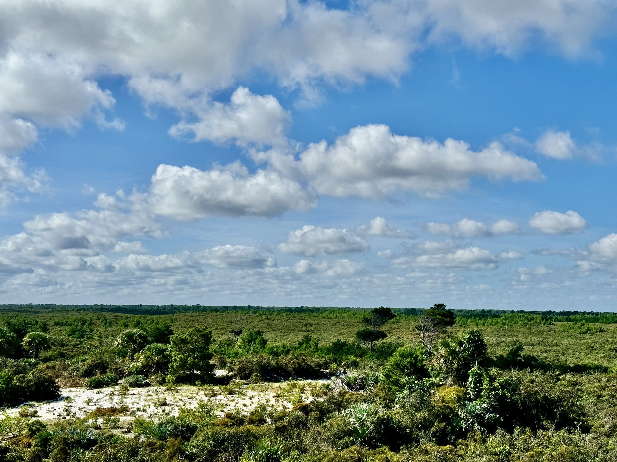 A vast green landscape under a bright blue sky with fluffy clouds. - Jupiter Beach Park to Hobe Sound Beach & Johnatahan Dickson State Park loop