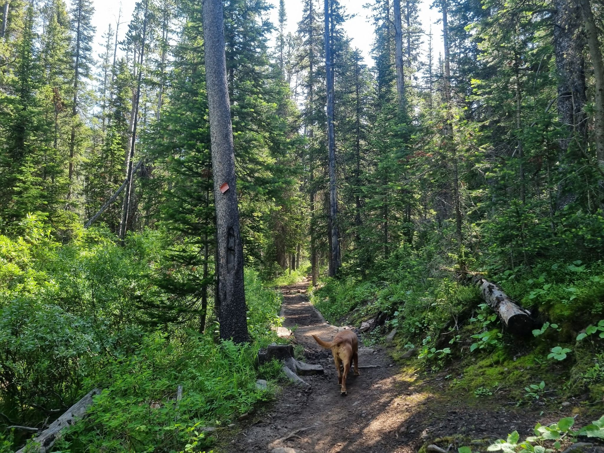 A dog walks on a sun-dappled dirt trail through a dense evergreen forest. - Kersey Lake Trail