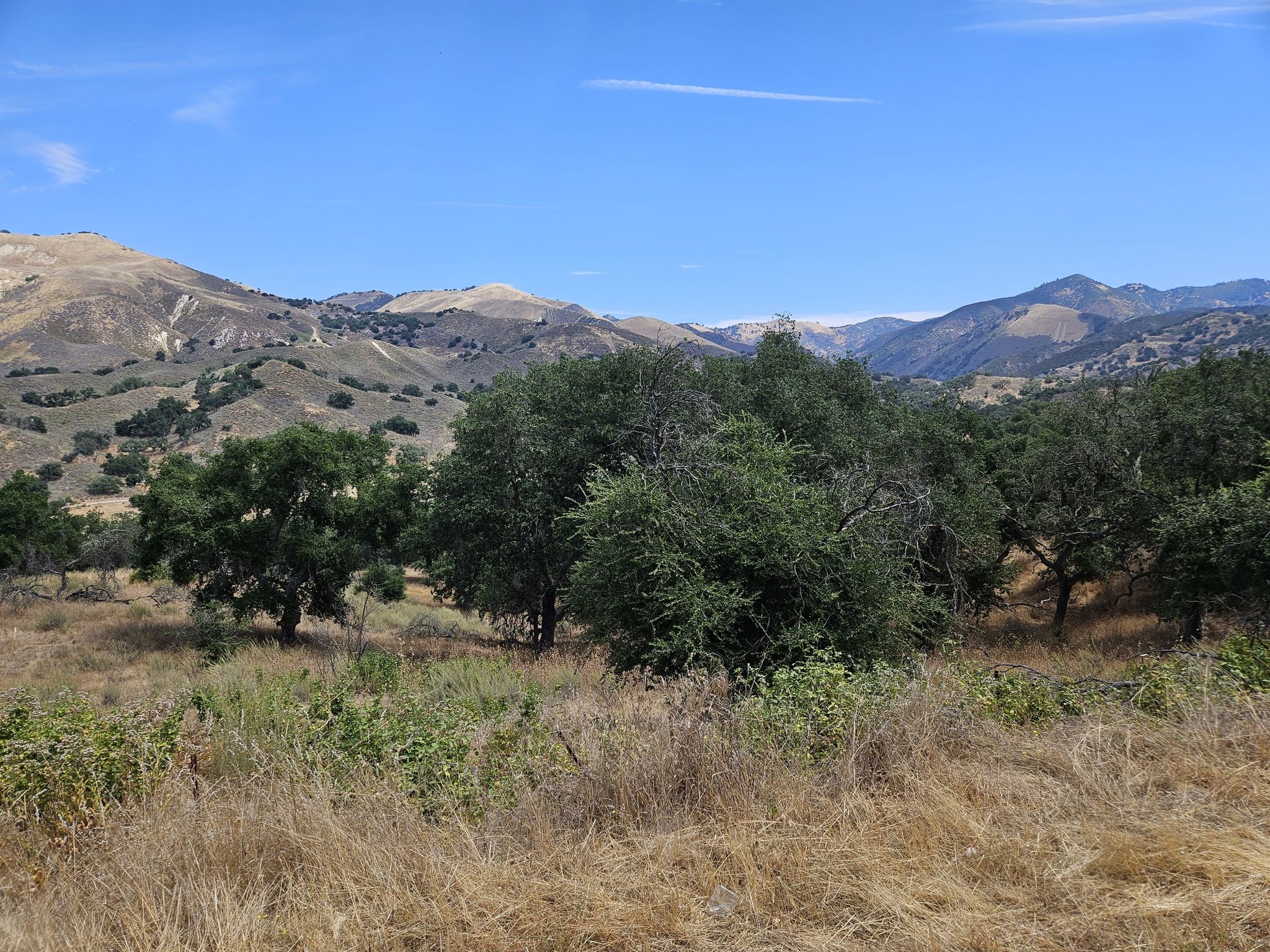 Dry grassy field with trees and distant mountains under a clear blue sky. - Alisos Canyon Loop