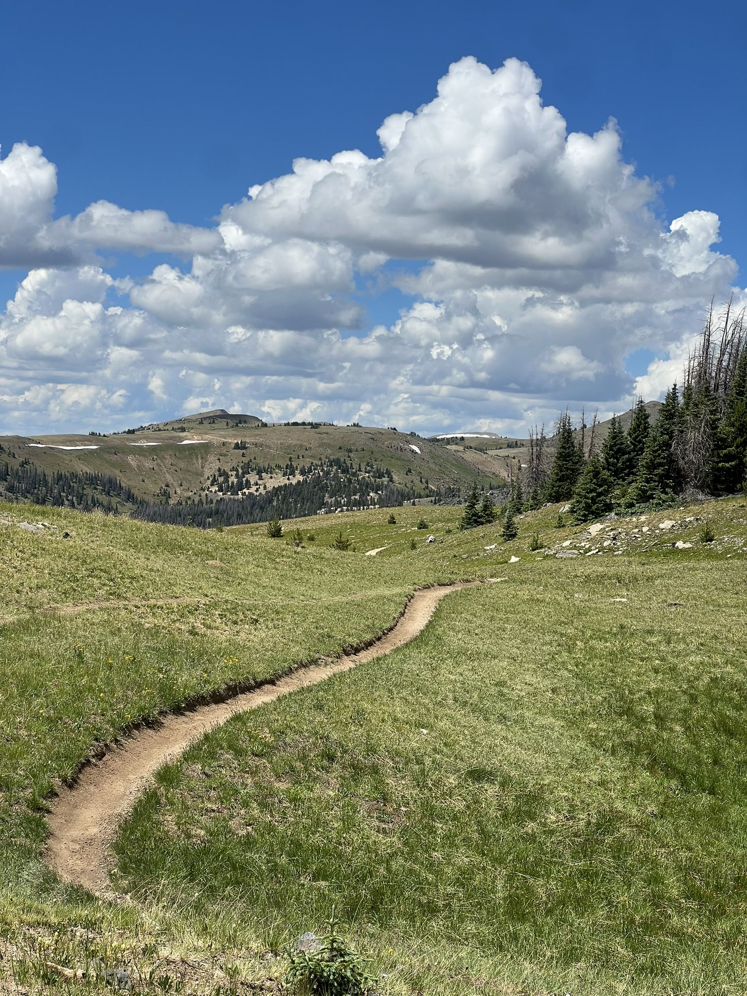A winding dirt trail cuts through a sunny green mountain meadow under blue sky. - Mount Ouray