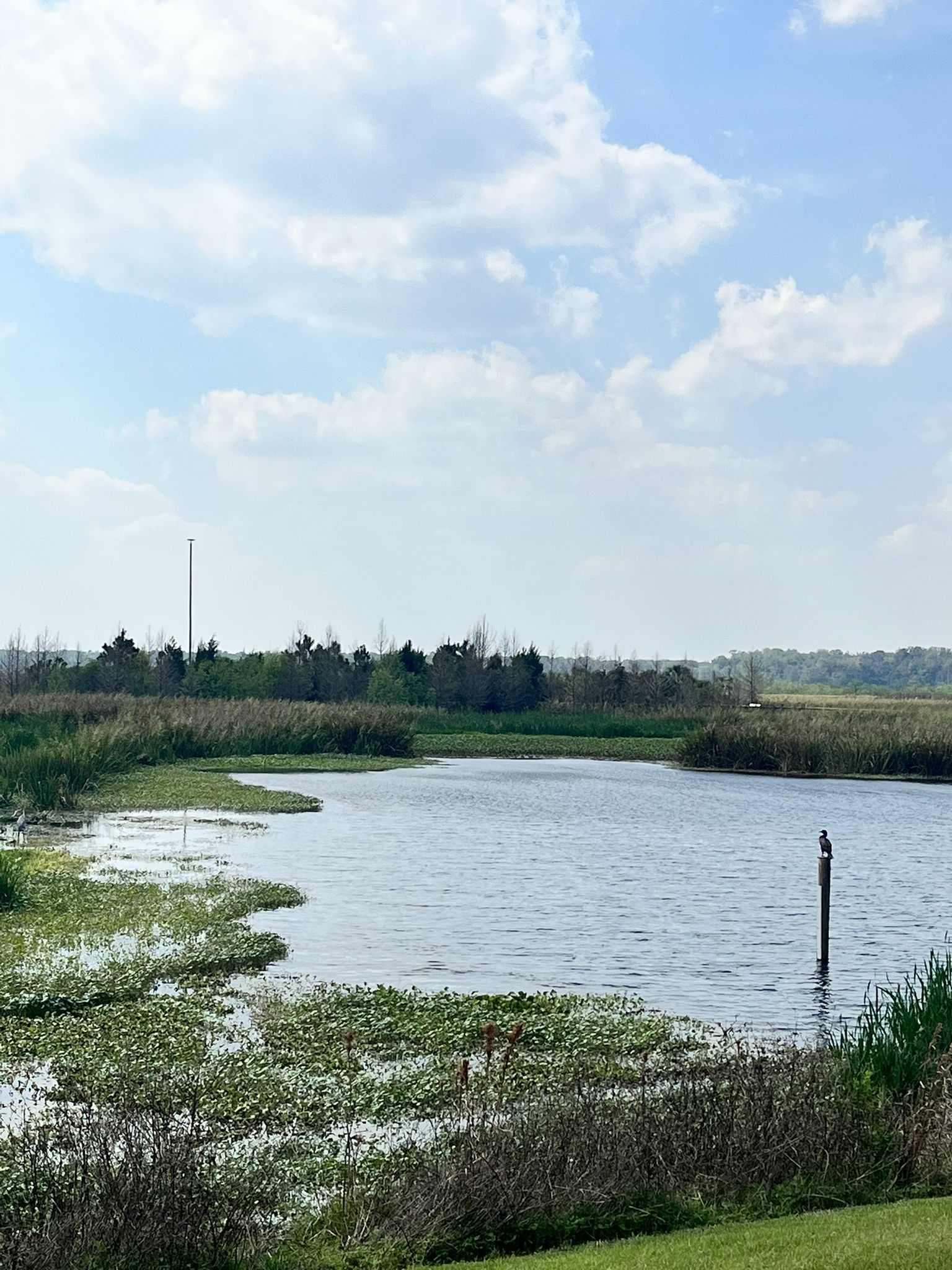 Calm wetland water with lily pads, a bird on a post, and a cloudy sky. - Sweetwater Wetlands Cell 2 Loop Trail