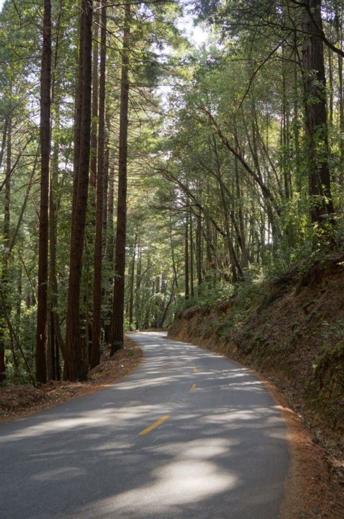 Sunlit paved road winding through a dense, tall redwood forest. - Kings Mountain Road – Lower Kings Mountain Road loop from Cañada College