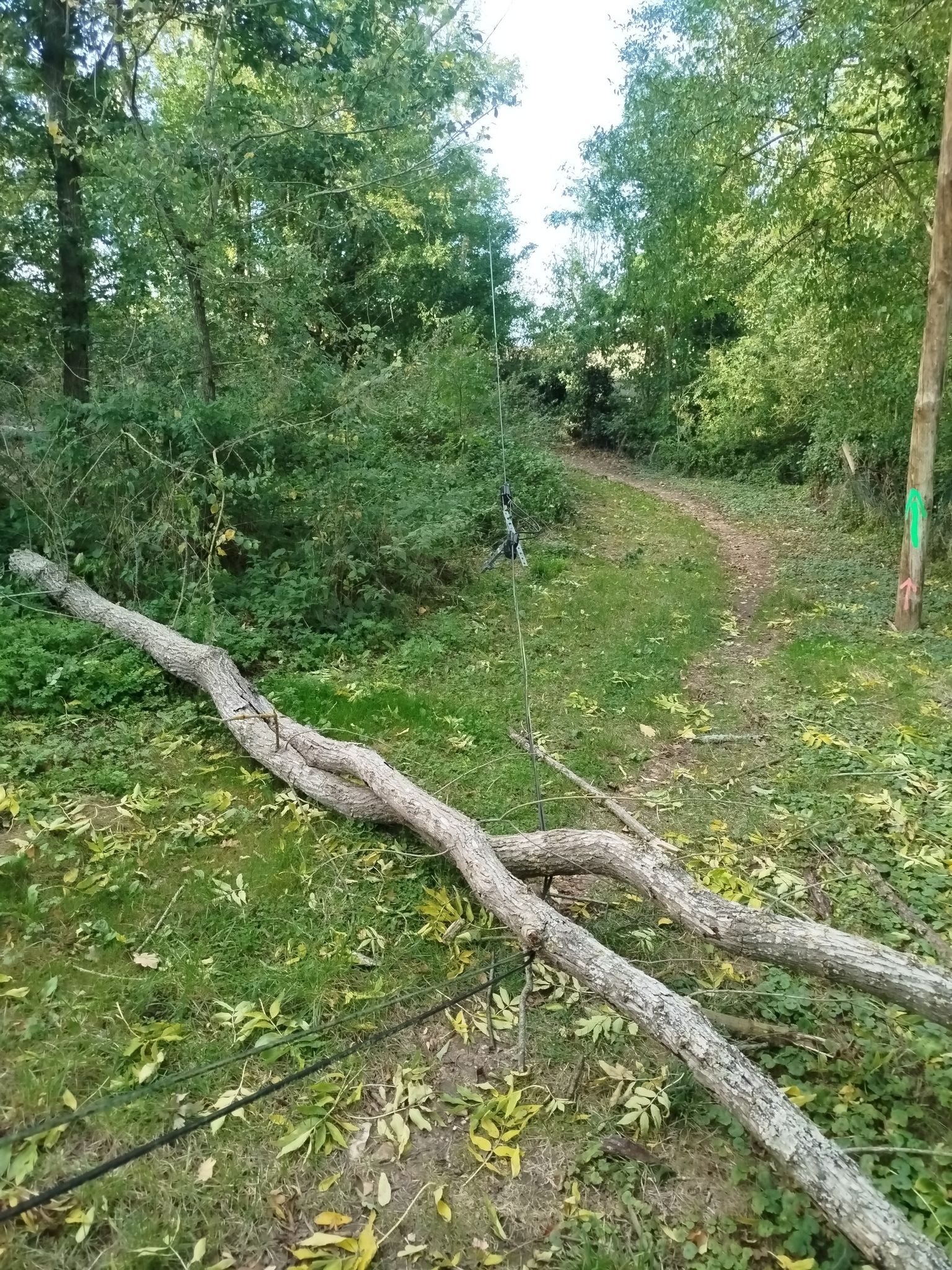 Arbre tombé sur câble électrique