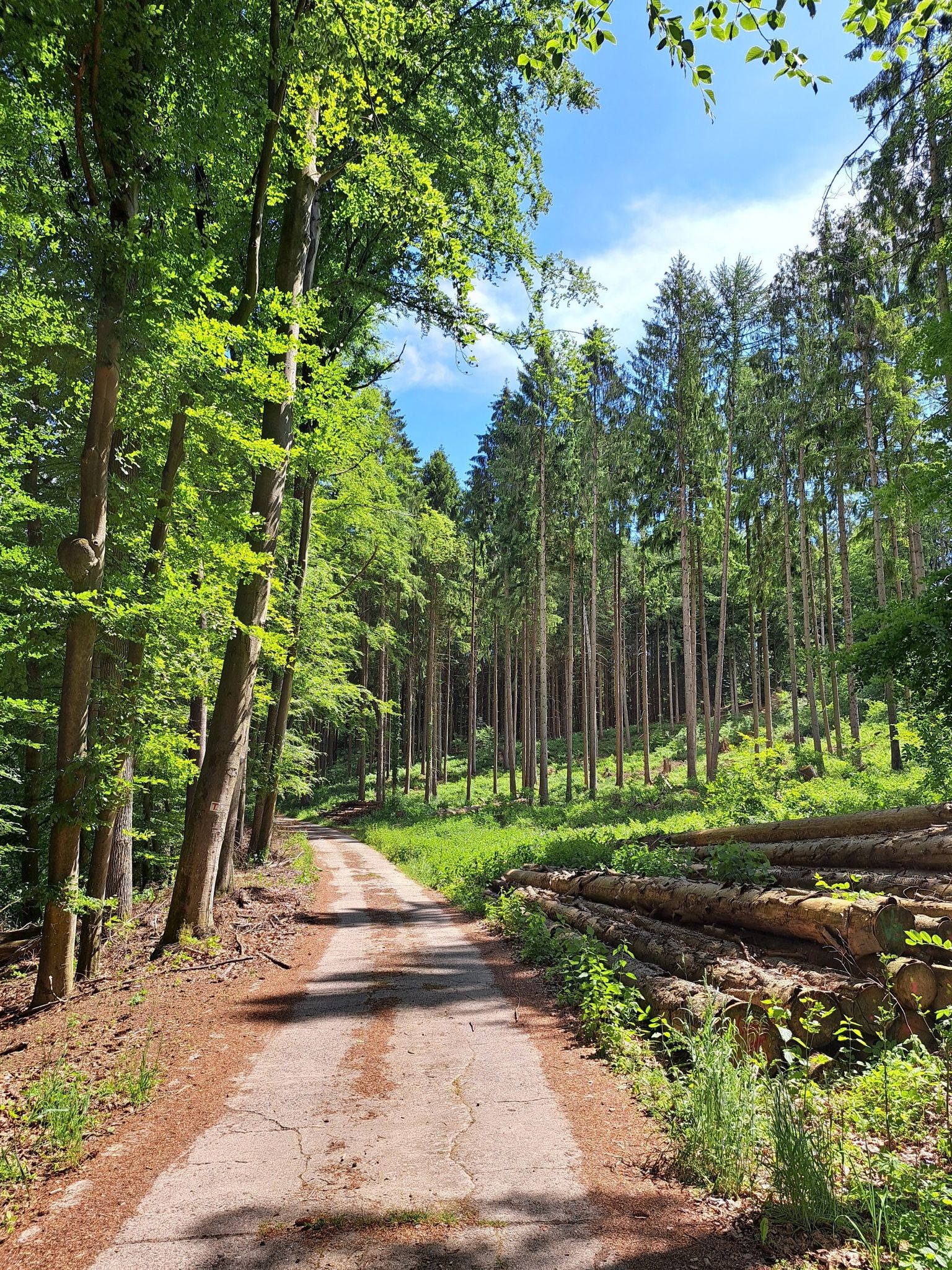 wunderbarer Waldweg