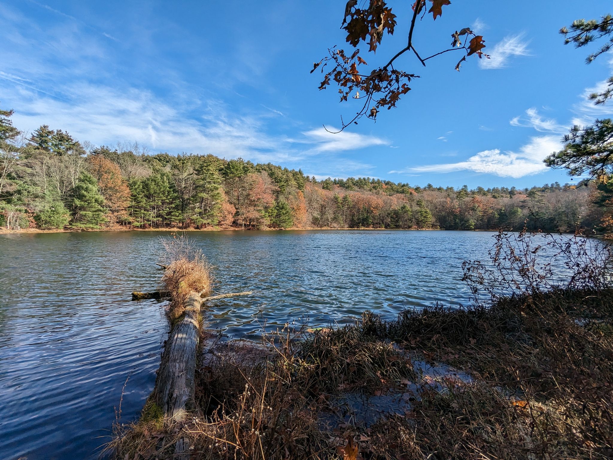 Calm lake with a fallen log, surrounded by autumn trees under a bright sky. - Hackers Falls loop from Minisink Island