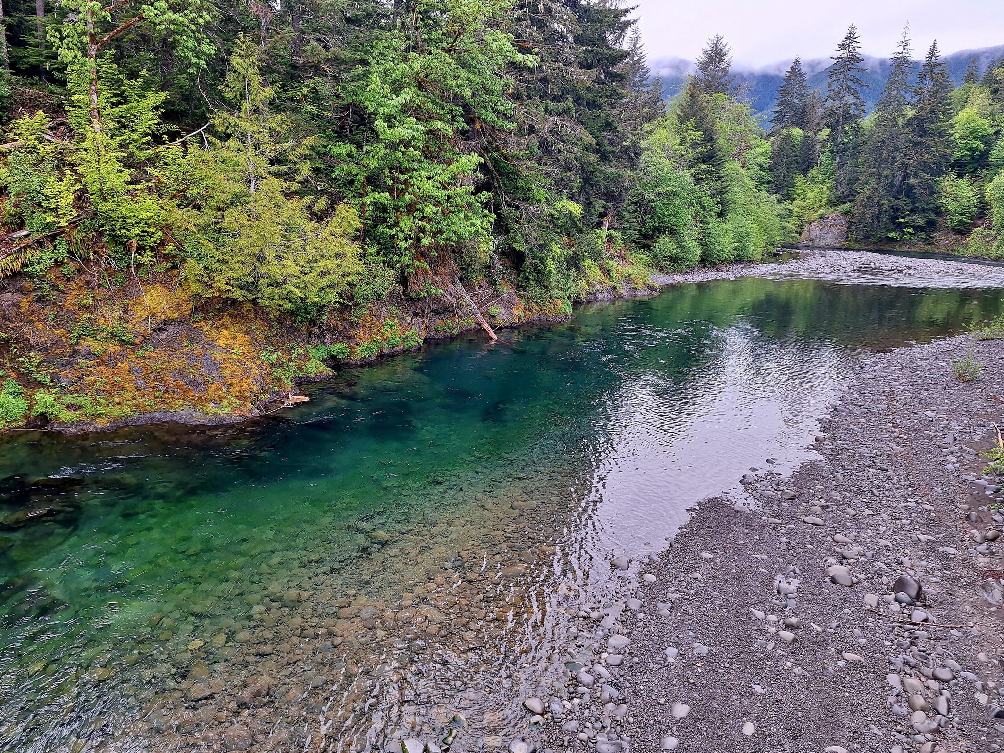 Clear turquoise river flows past a rocky bank and dense green forest. - Sol Duc Hotsprings Road