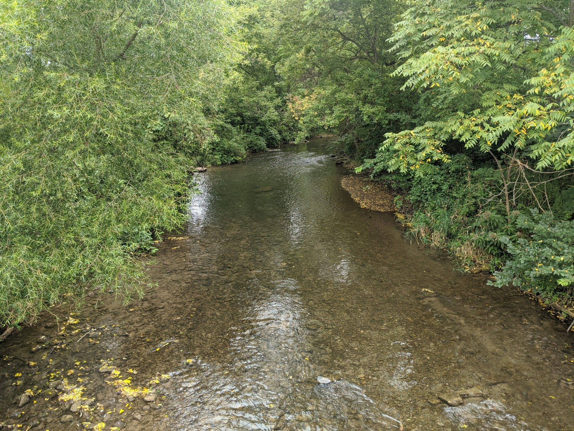 Clear river flowing through a vibrant green forest under natural light. - Black Moshannon State Park – Hort Woods loop from State College