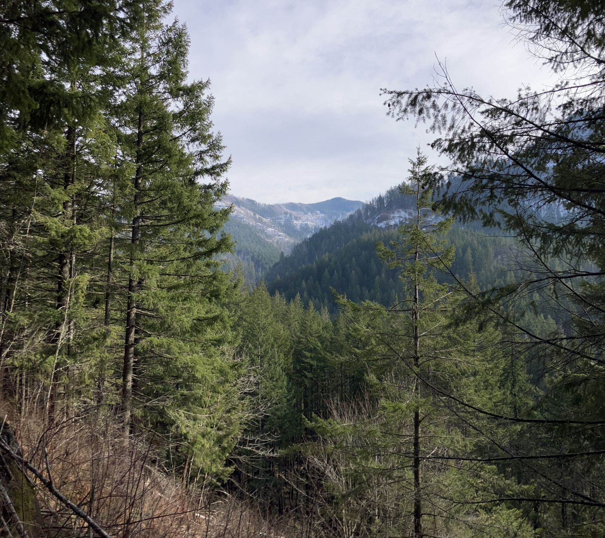 Dense evergreen forest fills a valley with distant mountains under a bright sky. - Indian Point via Herman Creek, Nick Eaton and Gorton Creek Loop