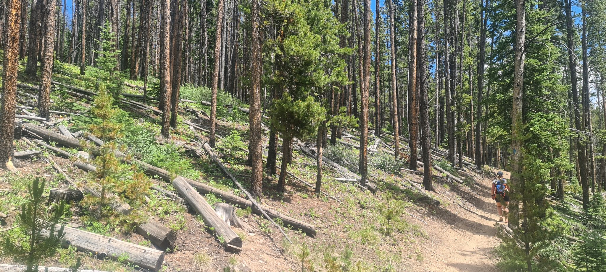 Person hiking on a dirt trail through a sunlit, sparse pine forest. - Peaks Trail