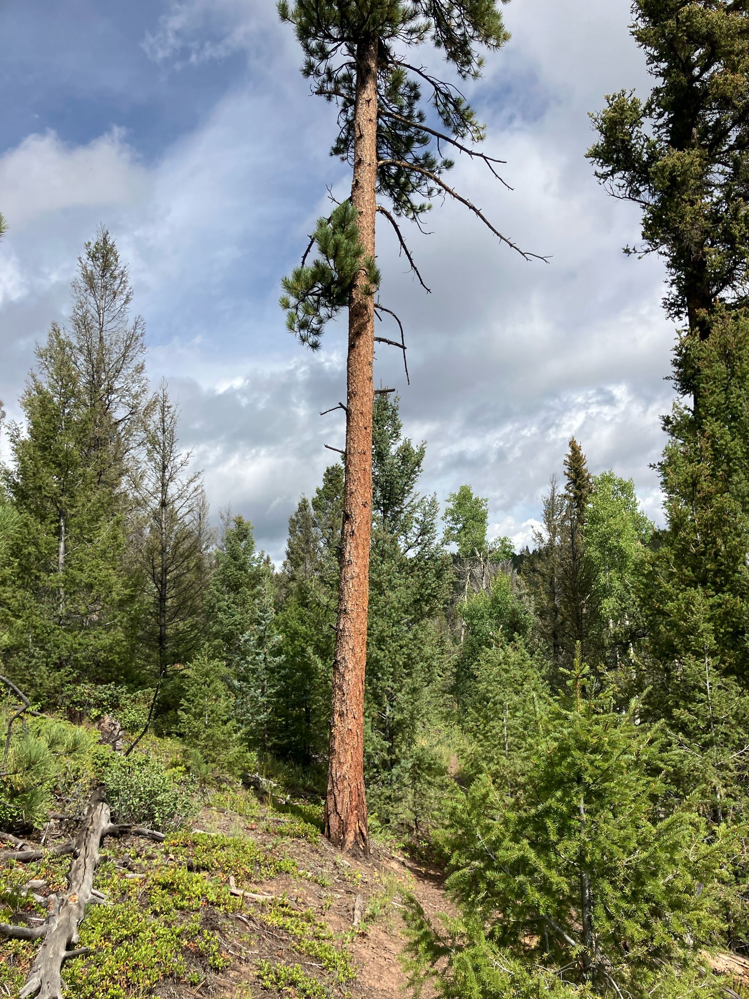 A tall pine tree stands beside a winding forest path under a cloudy sky. - McQuaid Trail