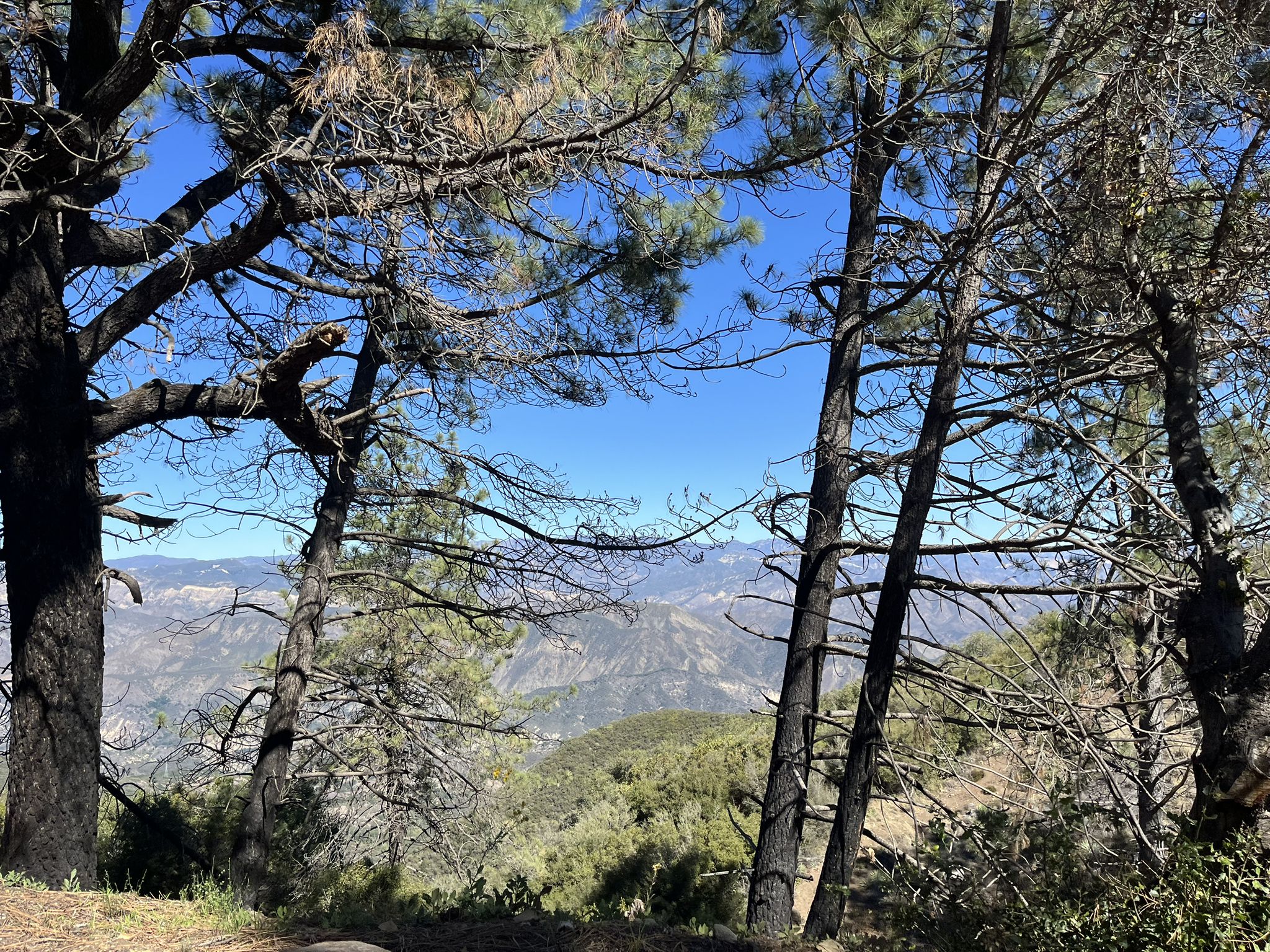 Pine trees frame distant mountains and valleys under a clear blue sky. - State Street – La Cumbre Peak loop from Santa Barbara