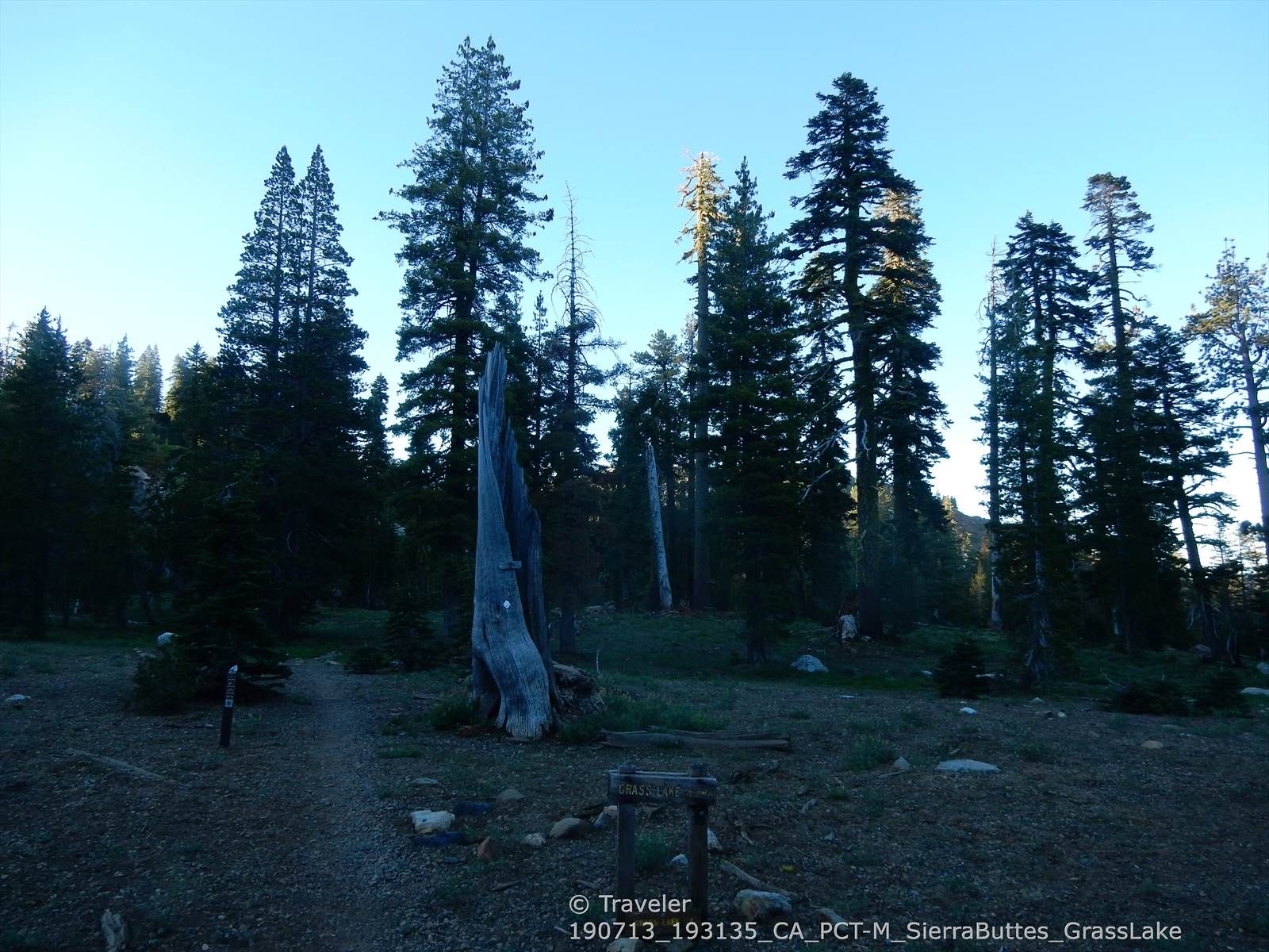 A large, weathered tree stump stands in a clearing within a dense forest. - Upper Salmon, Horse, and Deer Lakes via Deer Lake Trail and the PCT